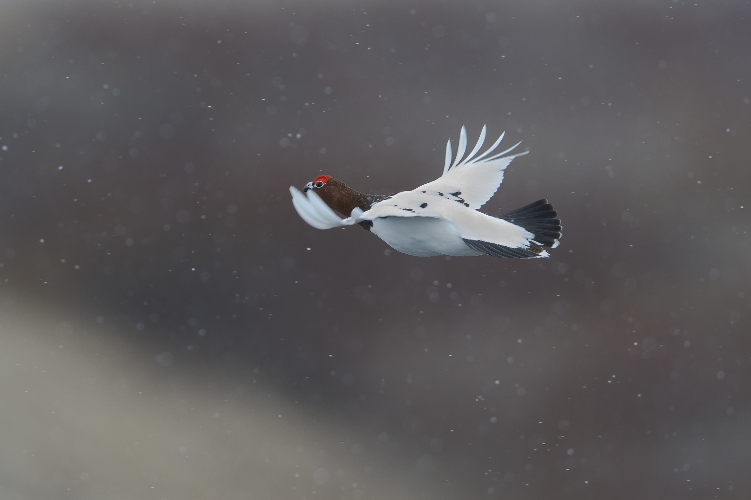 Northern ptarmigan, Lagopus lagopus