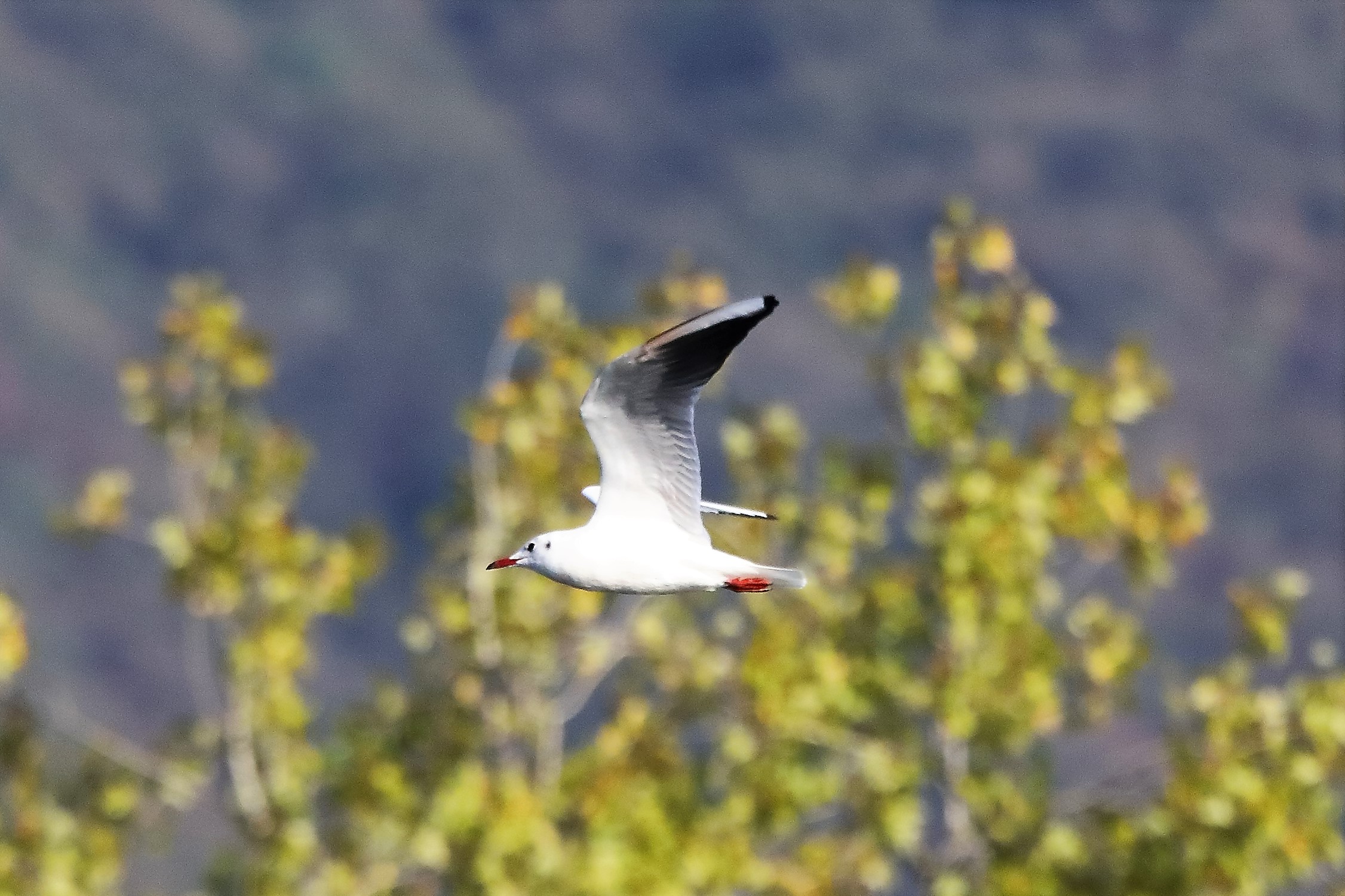 gabbiano terrestre 26-10-2022