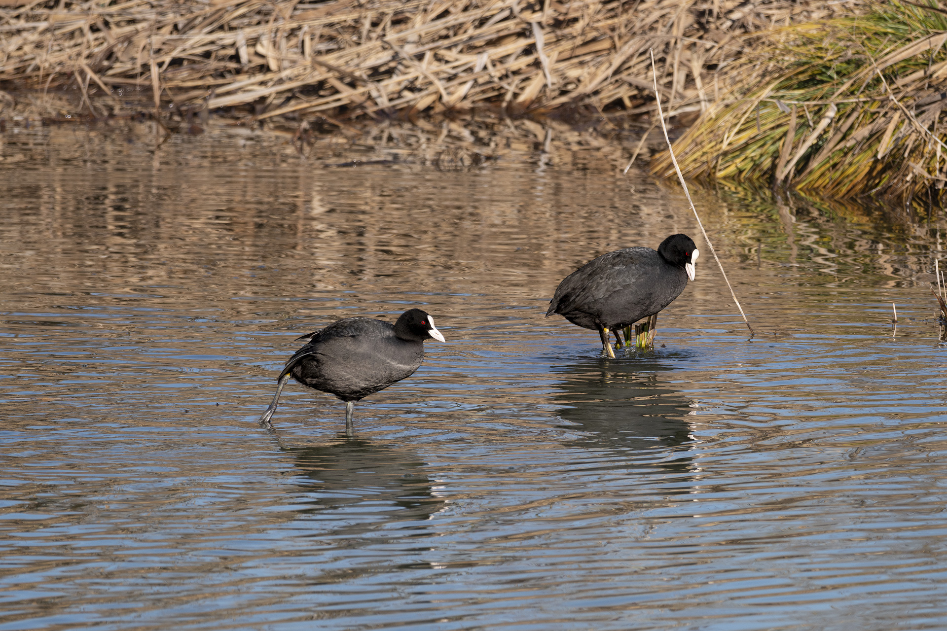 Folaghe (primi test Fuji 150/600)