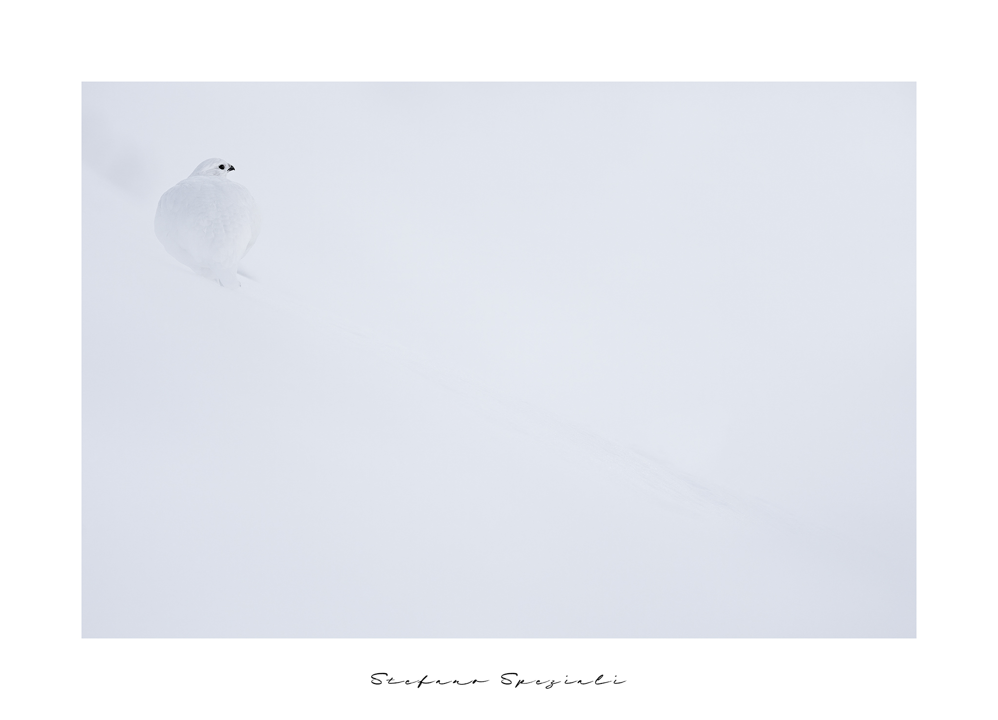 Pernice bianca - Lagopus muta