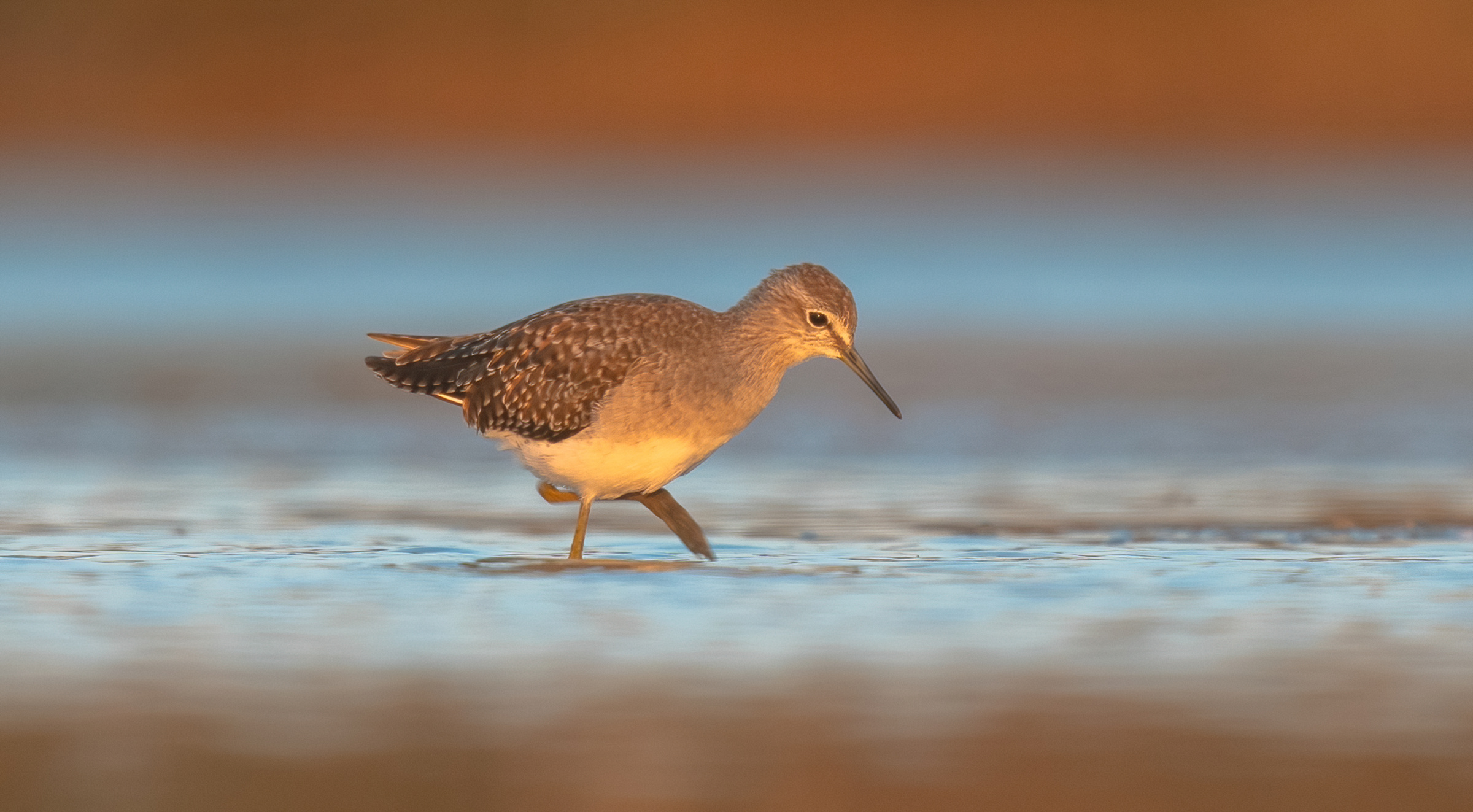 wood sandpiper