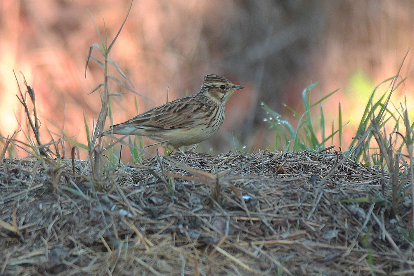 tottavilla in migrazione