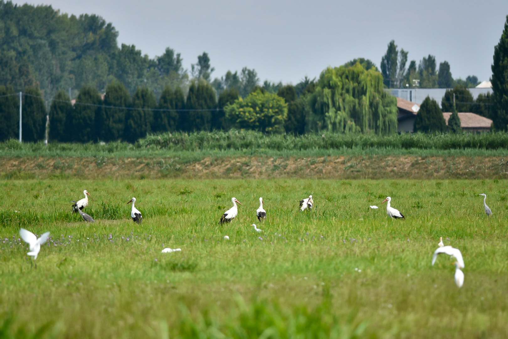 Storks