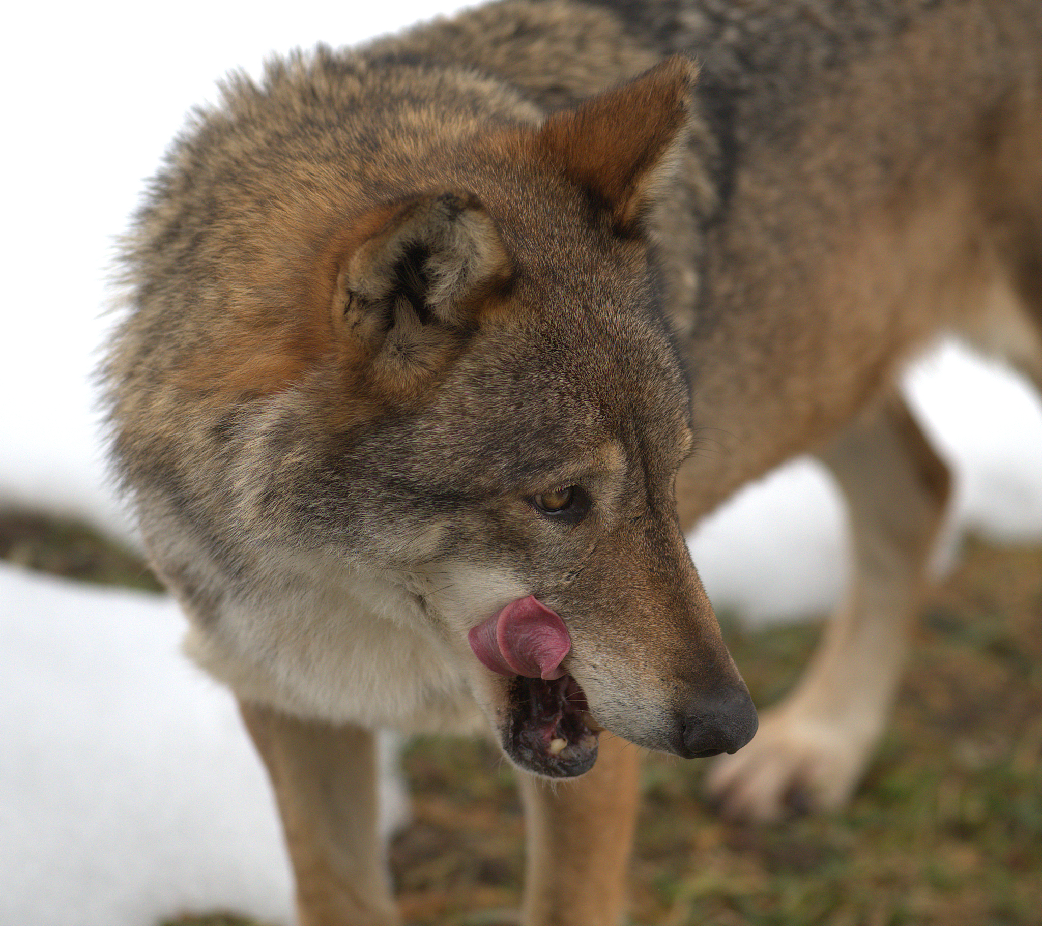 Da leccarsi i baffi...
