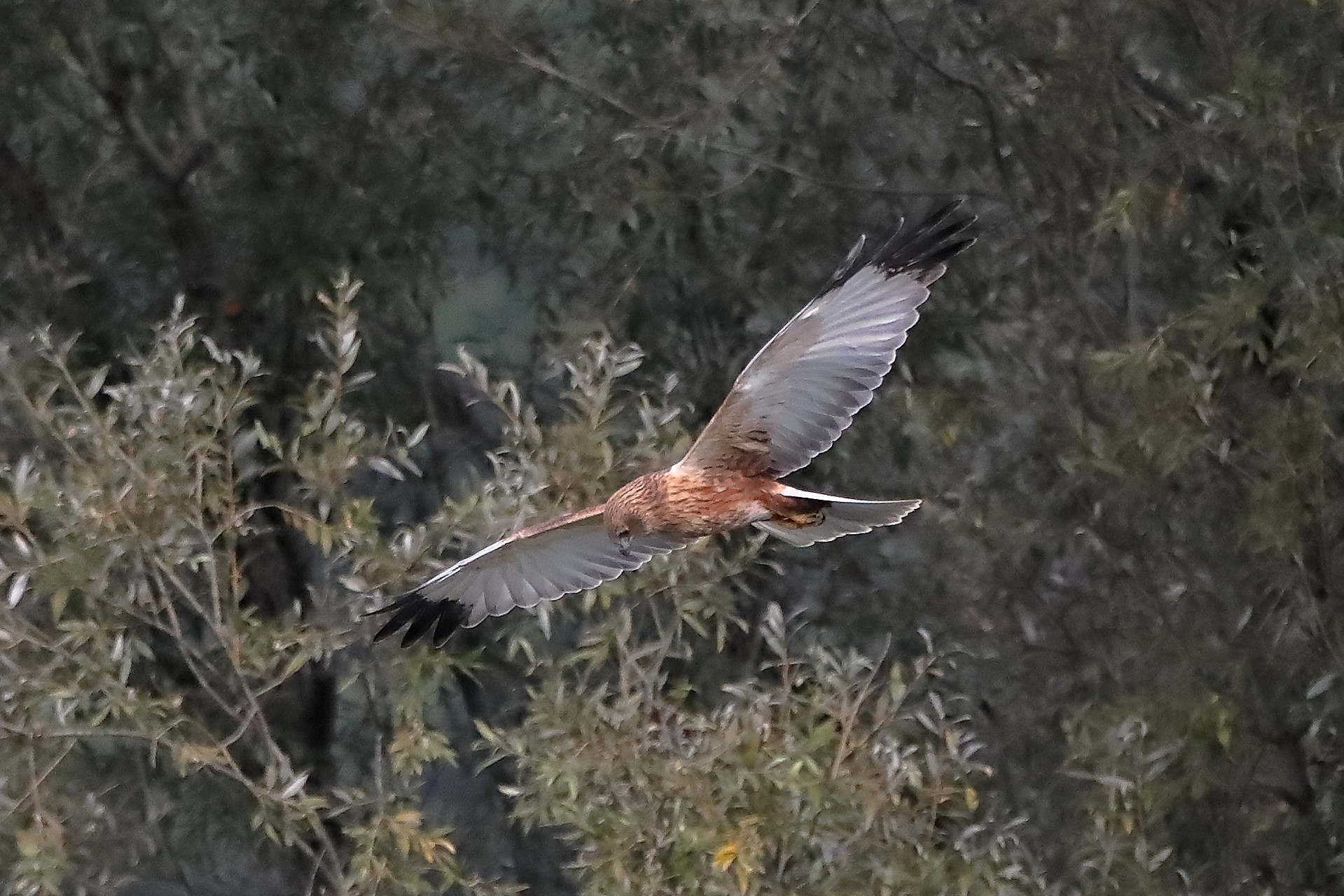 Falco di palude 12-10-2022