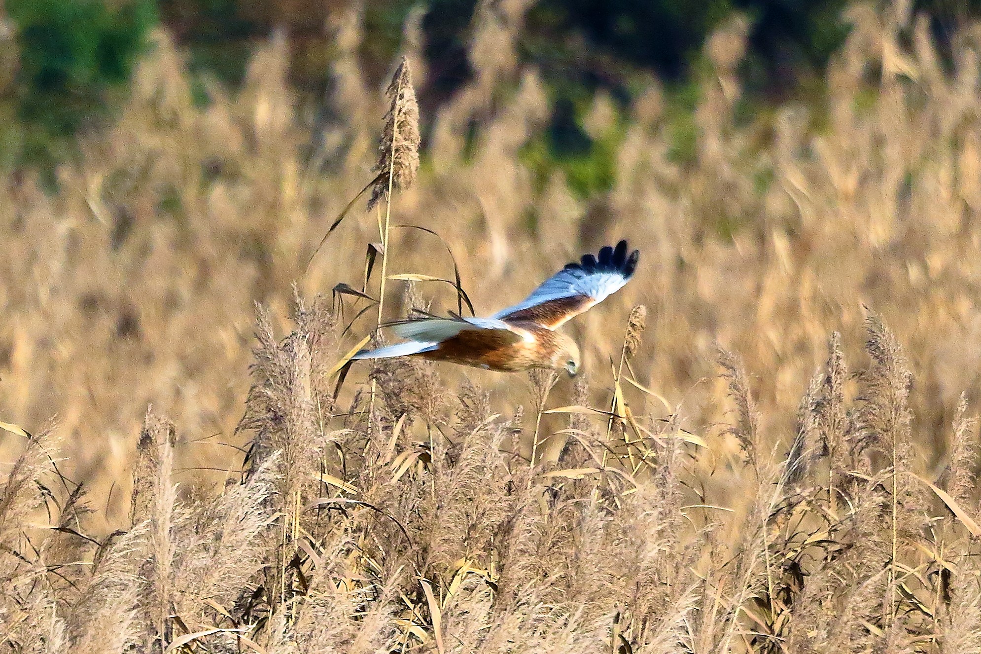 Falco di palude 12 dicembre 2022
