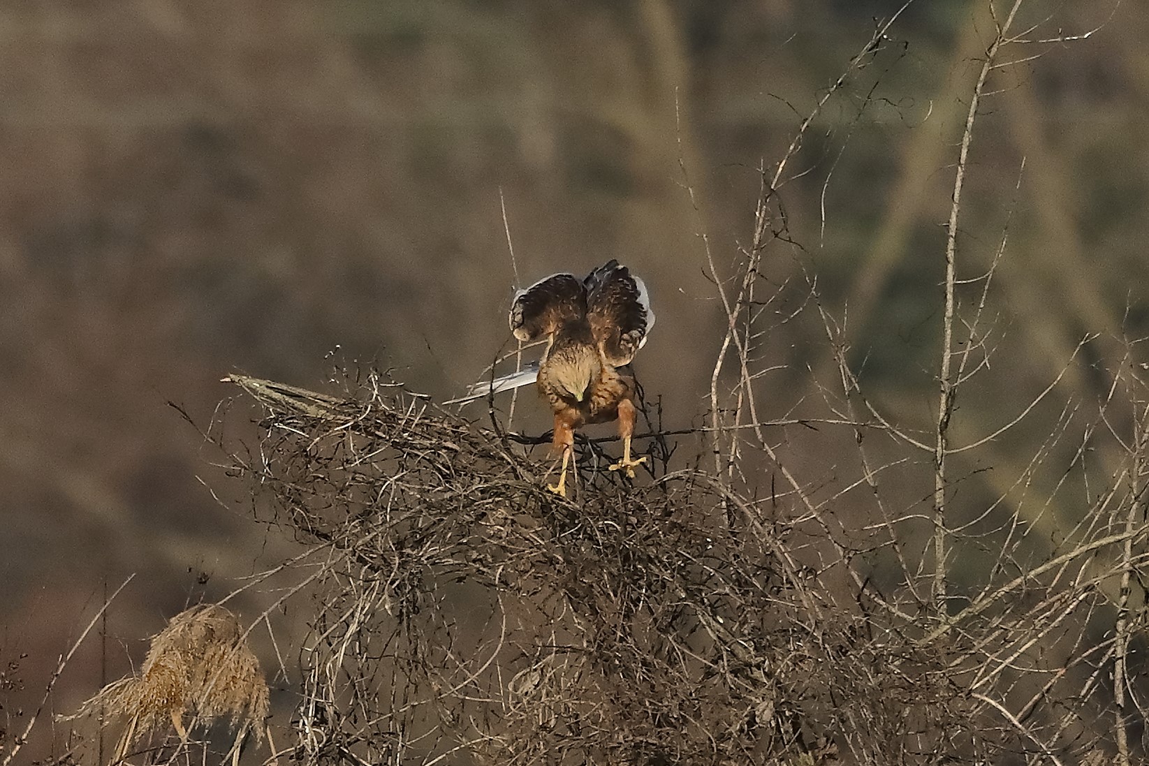 Falco di palude 27-12-2022