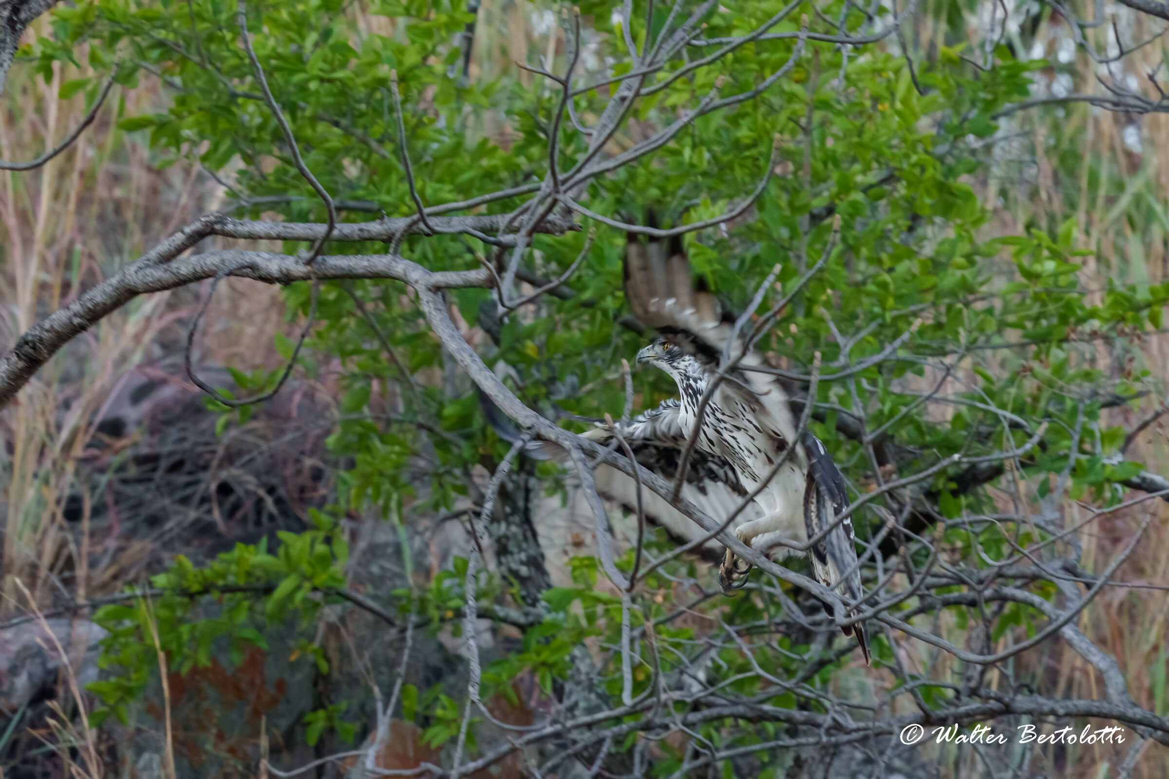 Aquila minore africana