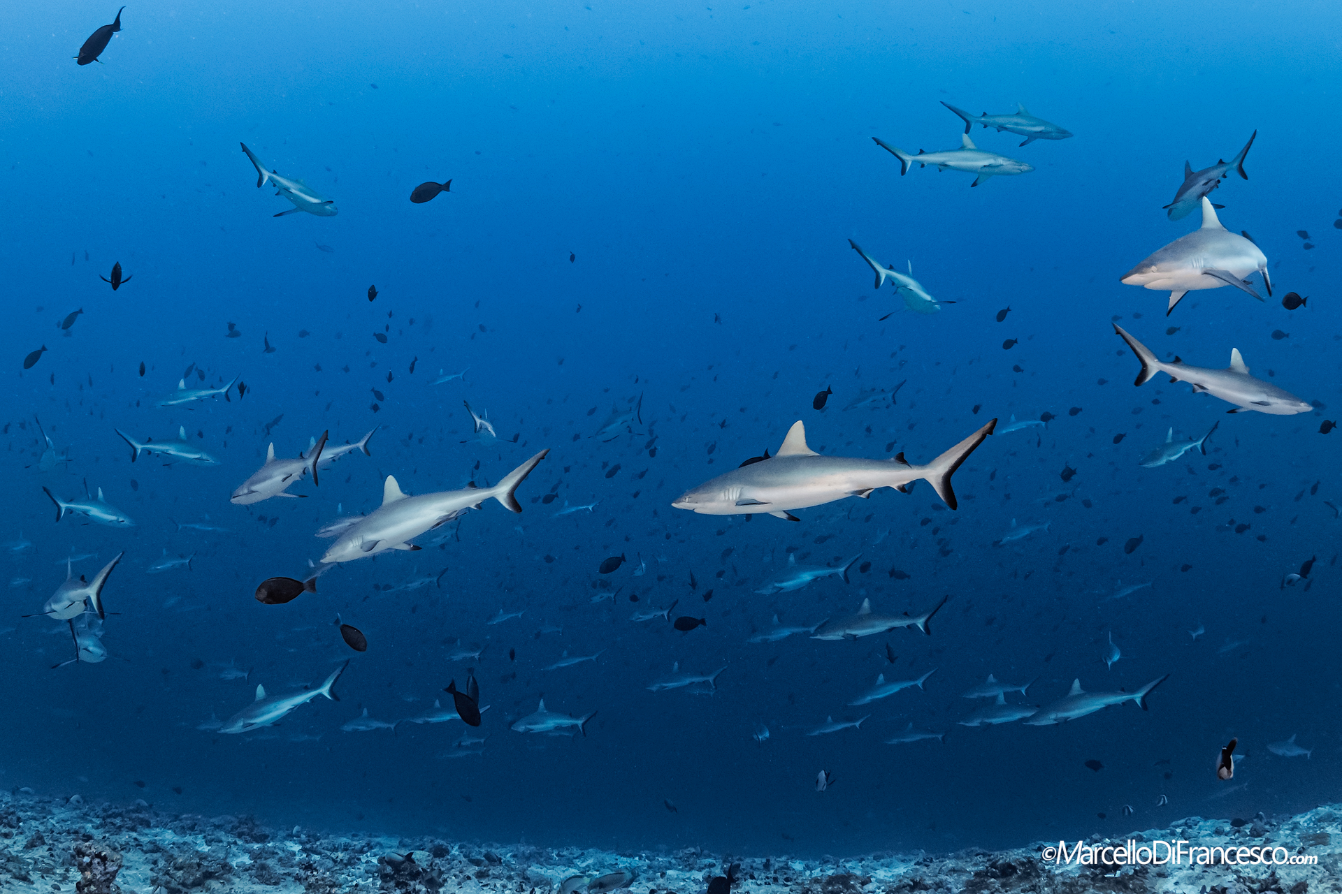 Fakarava - Pass Nord - Polinesia Francese