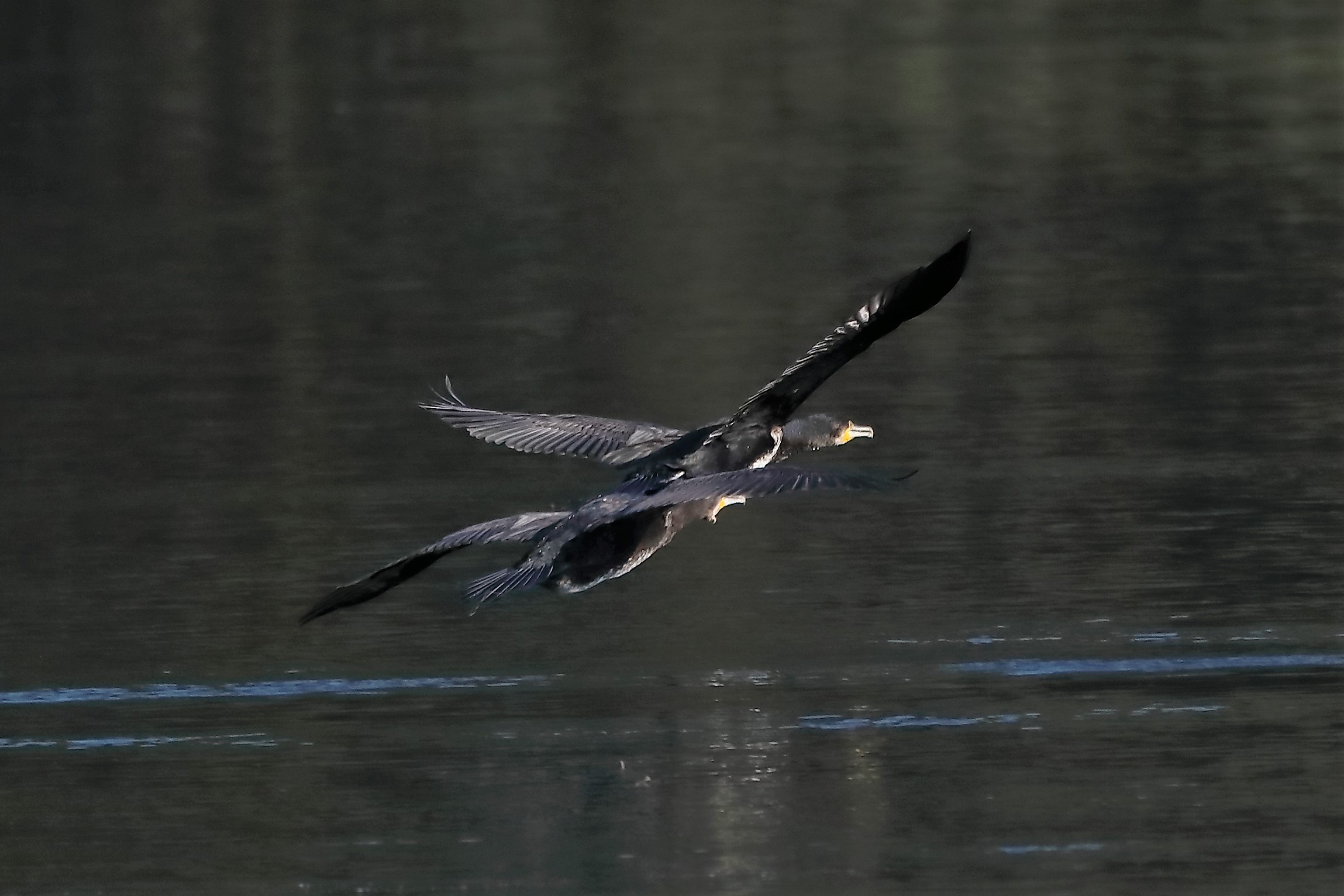 cormorani 26-10-2022