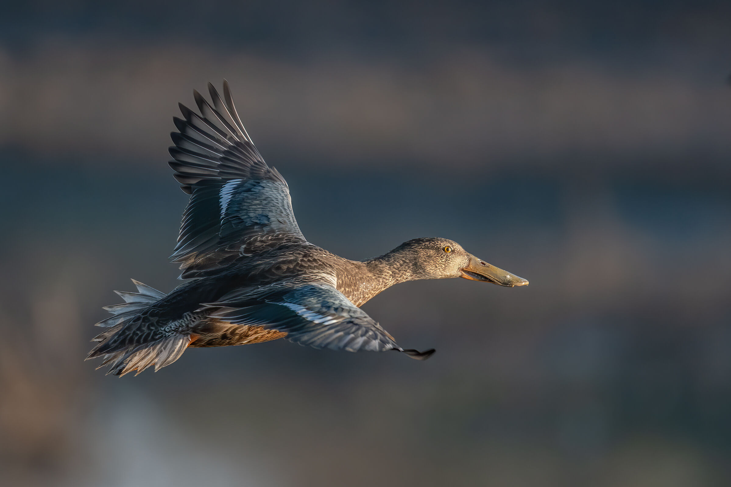 Mestolone(Anas clypeata)