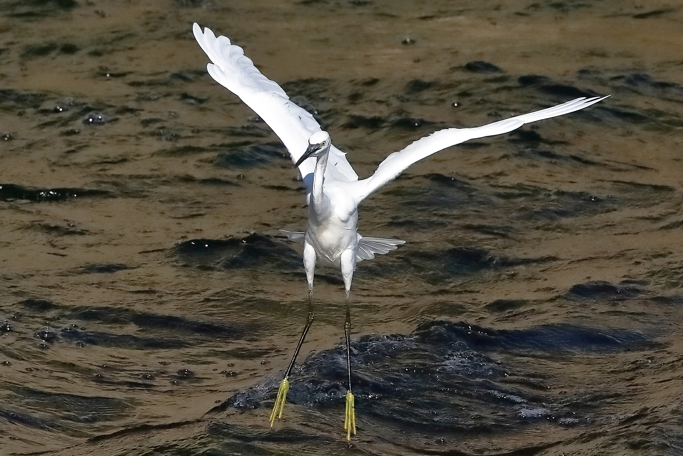 garzetta 22 ottobre 2022