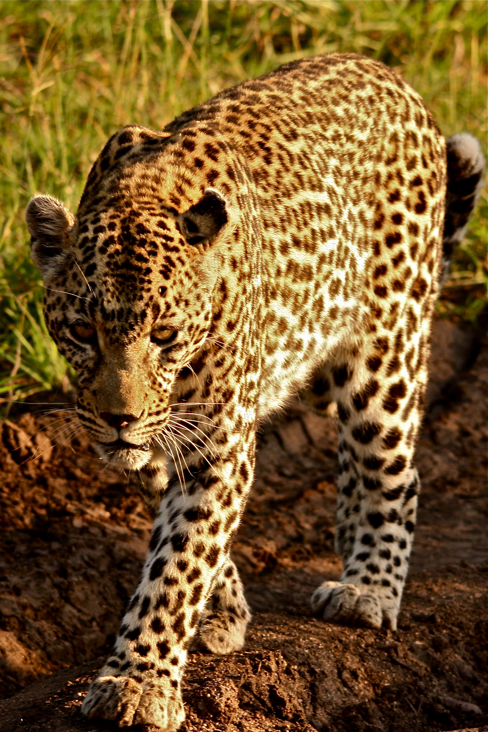 fierezza ed eleganza