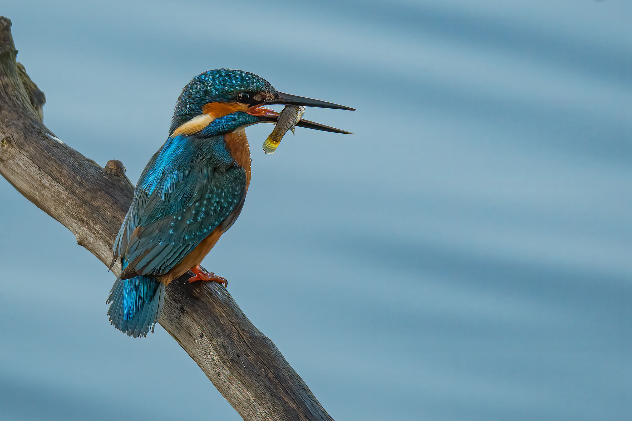 Martin pescatore(Alcedo atthis)