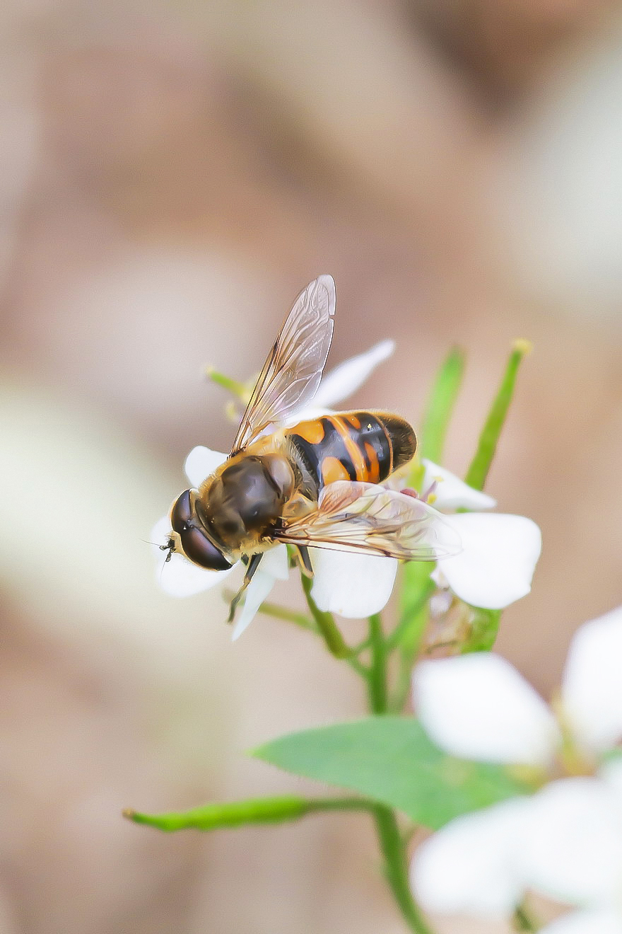 Eristalis sp,