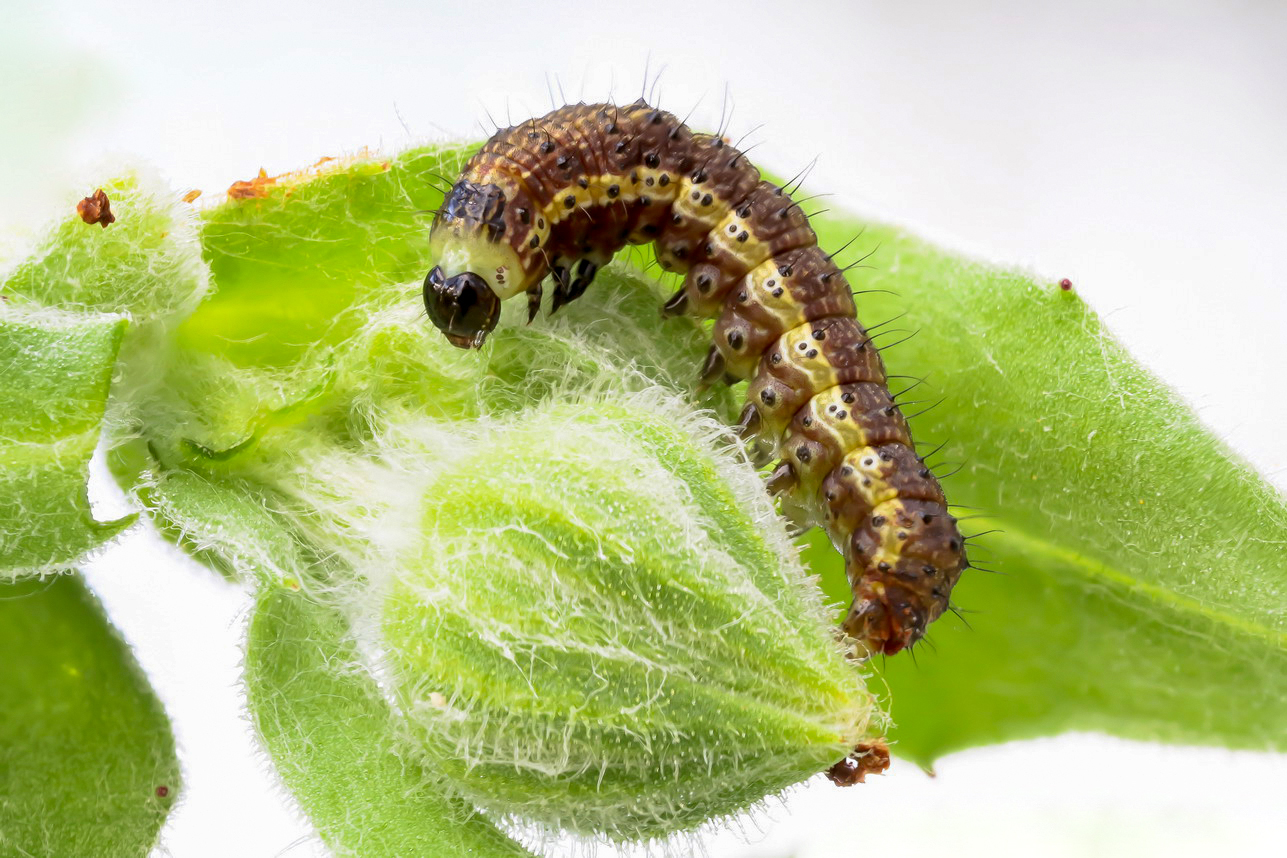 Caterpillar of Noctuidae sp.