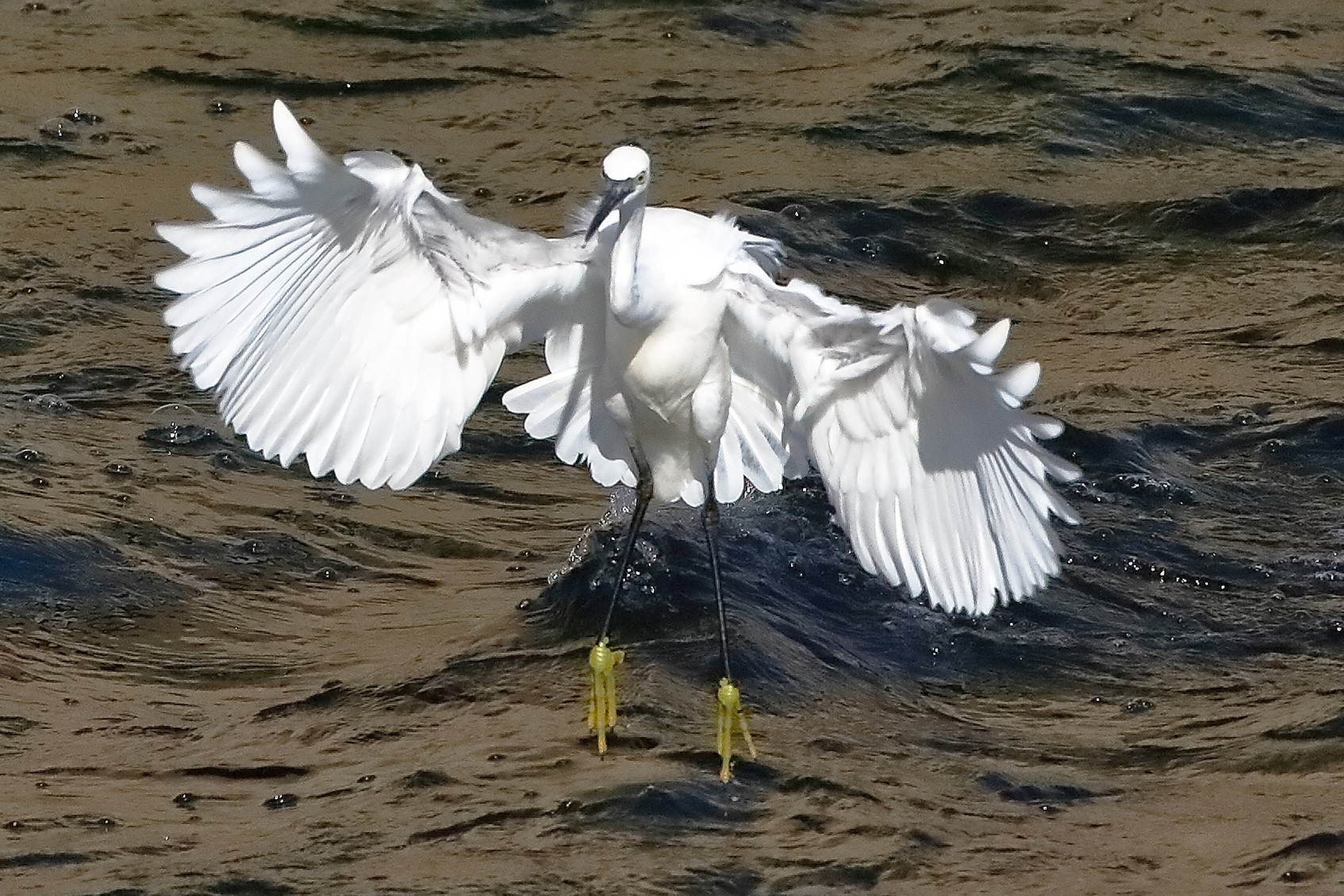 garzetta 22 ottobre 2022