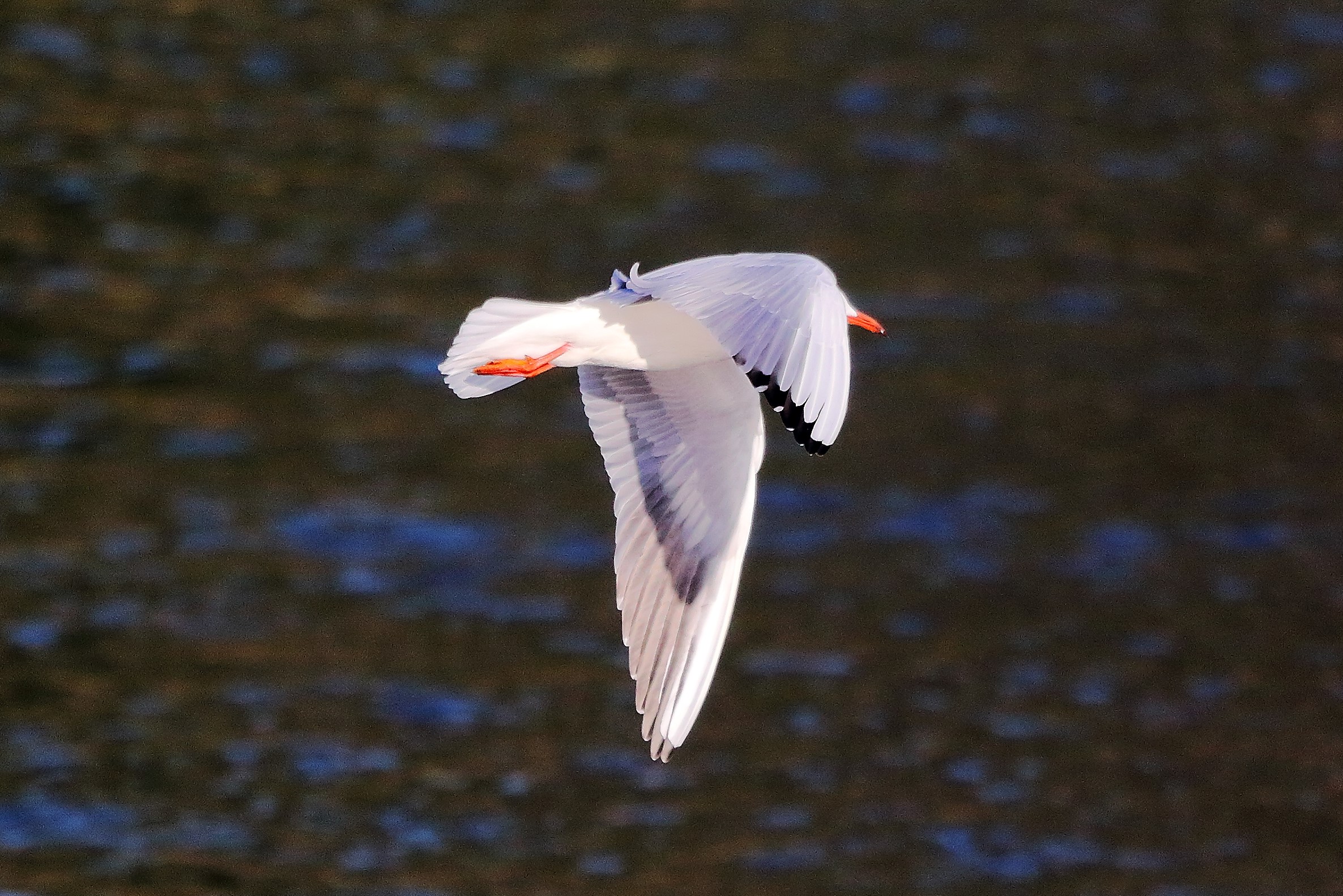 gabbiano terrestre 11 dicembre 2022