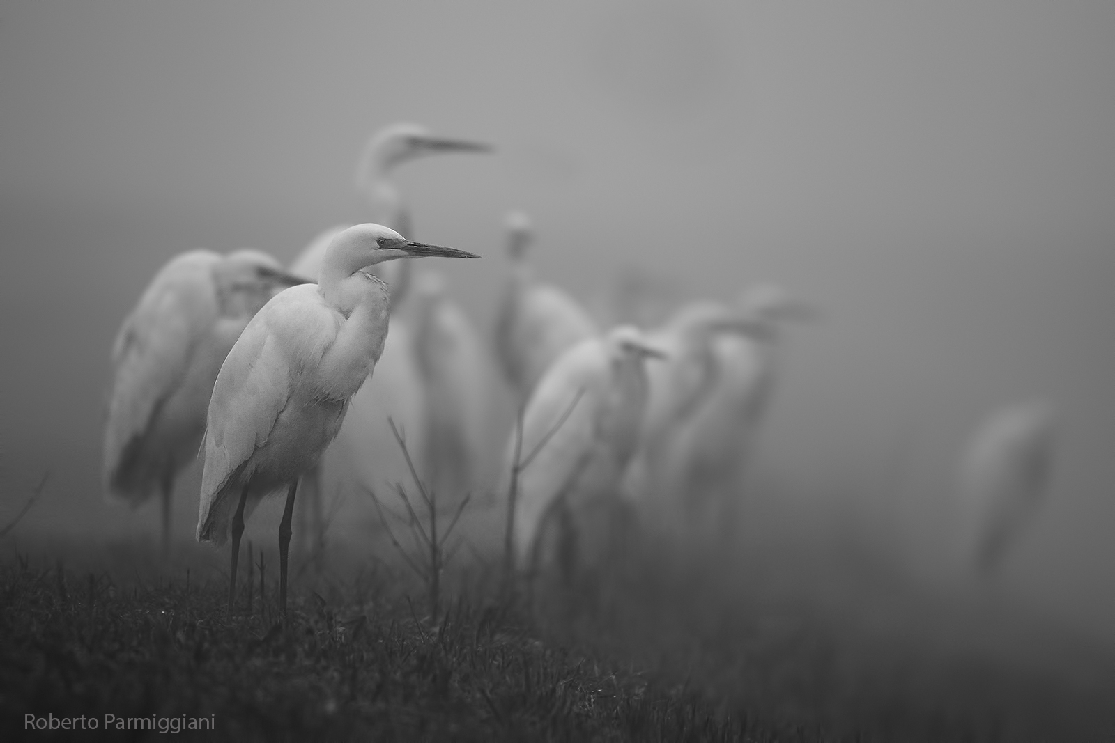 Spectra b&w version