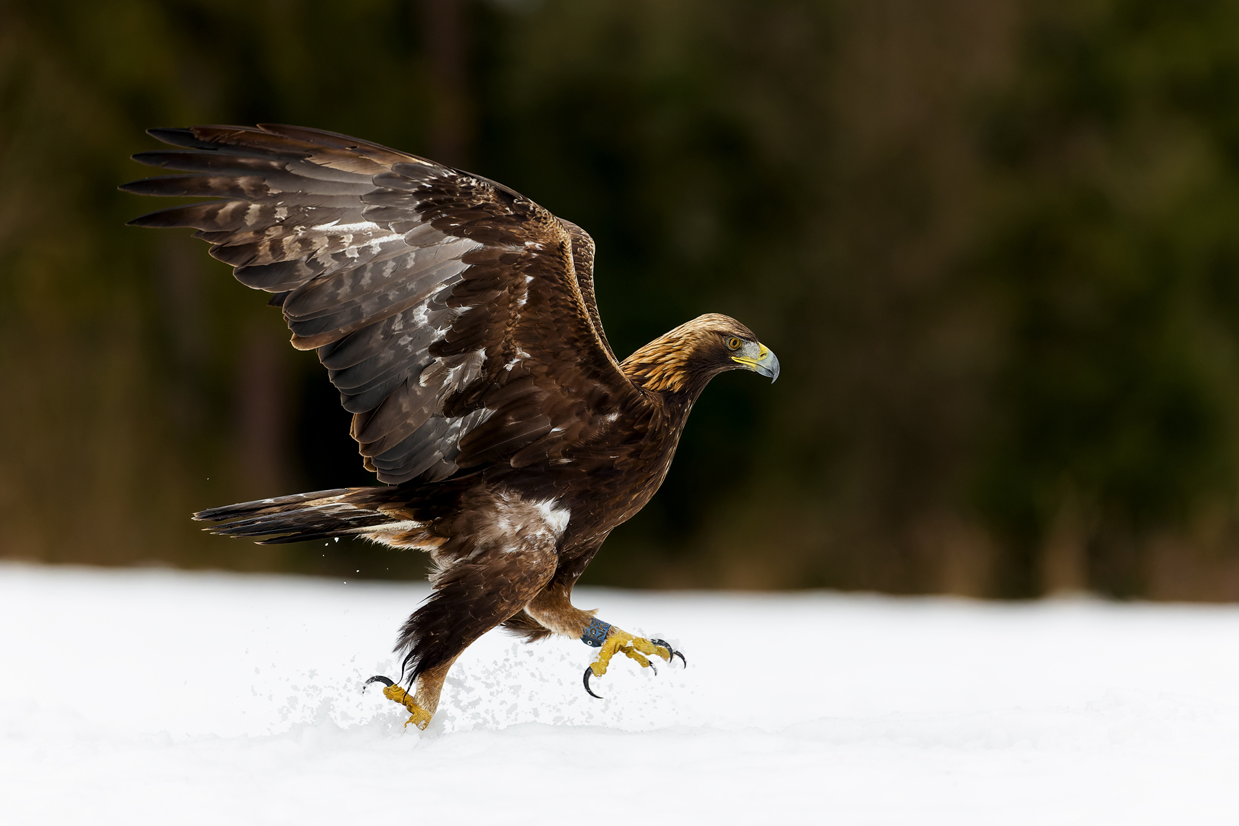Golden eagle