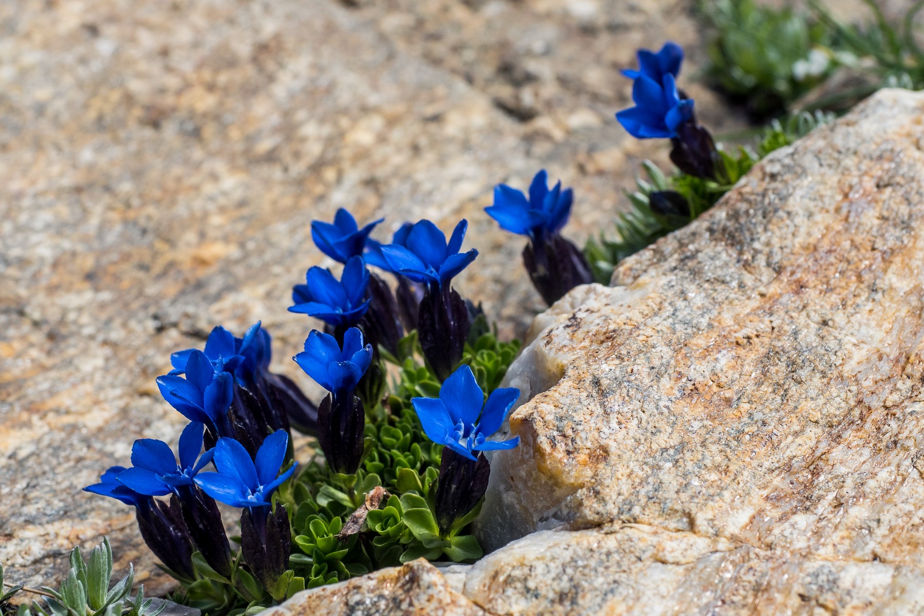 Gentiana Brachyphylla