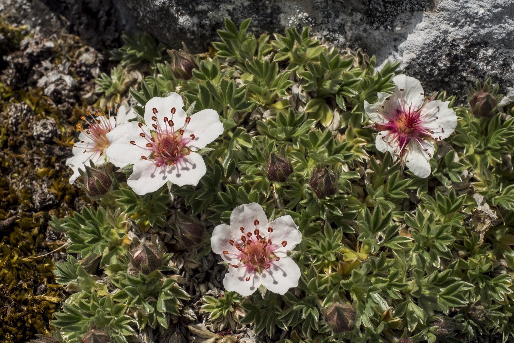 Potentilla Nitida