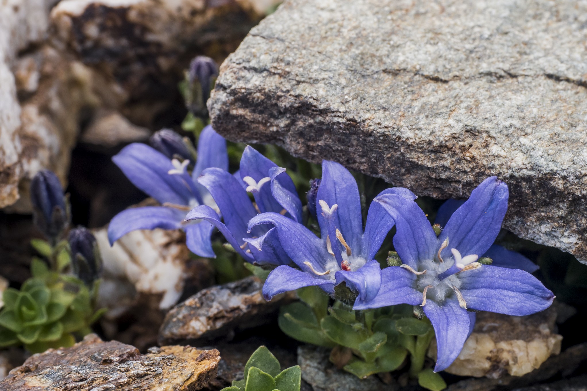 Campanula Cenisia
