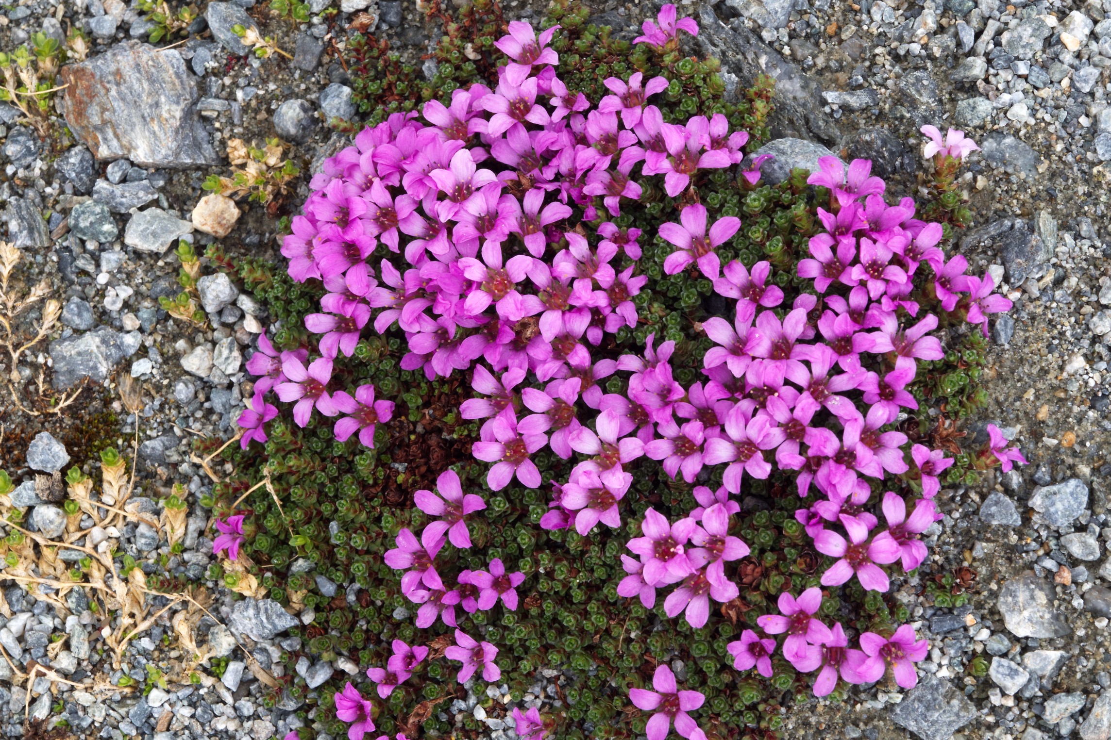 Saxifraga Oppositifolia