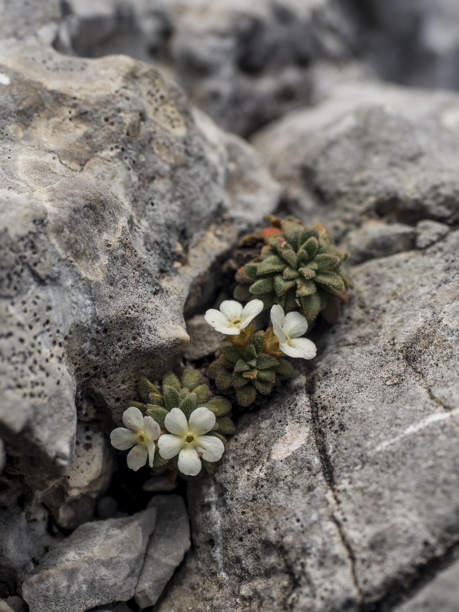 androsace Housmanni 01