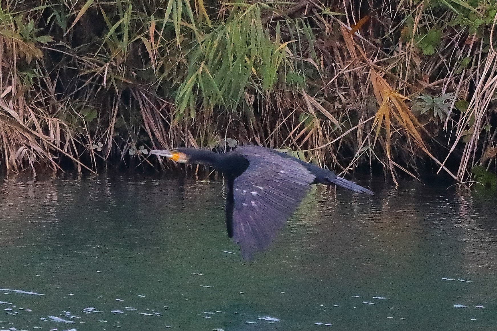 cormorano 20-10-2022