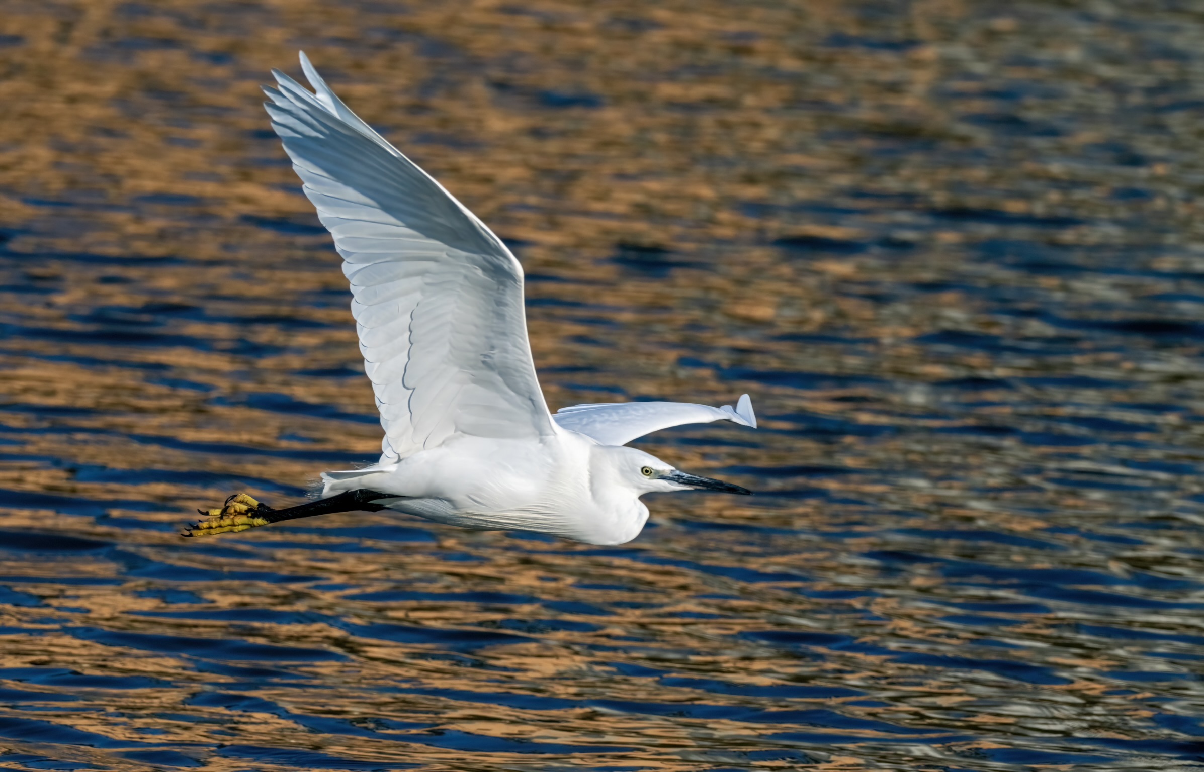 Egret