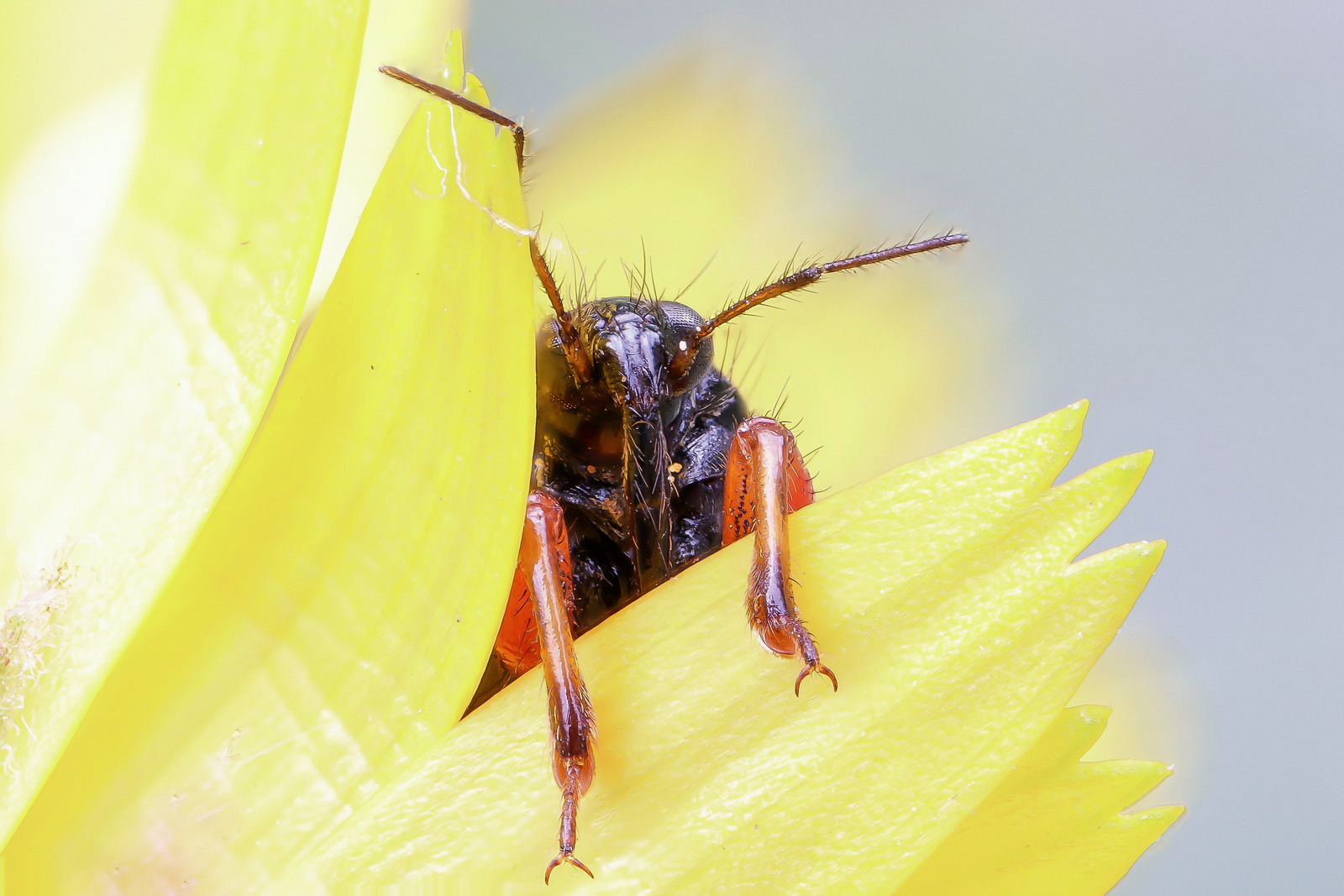 Nymph of reduvidae sp.