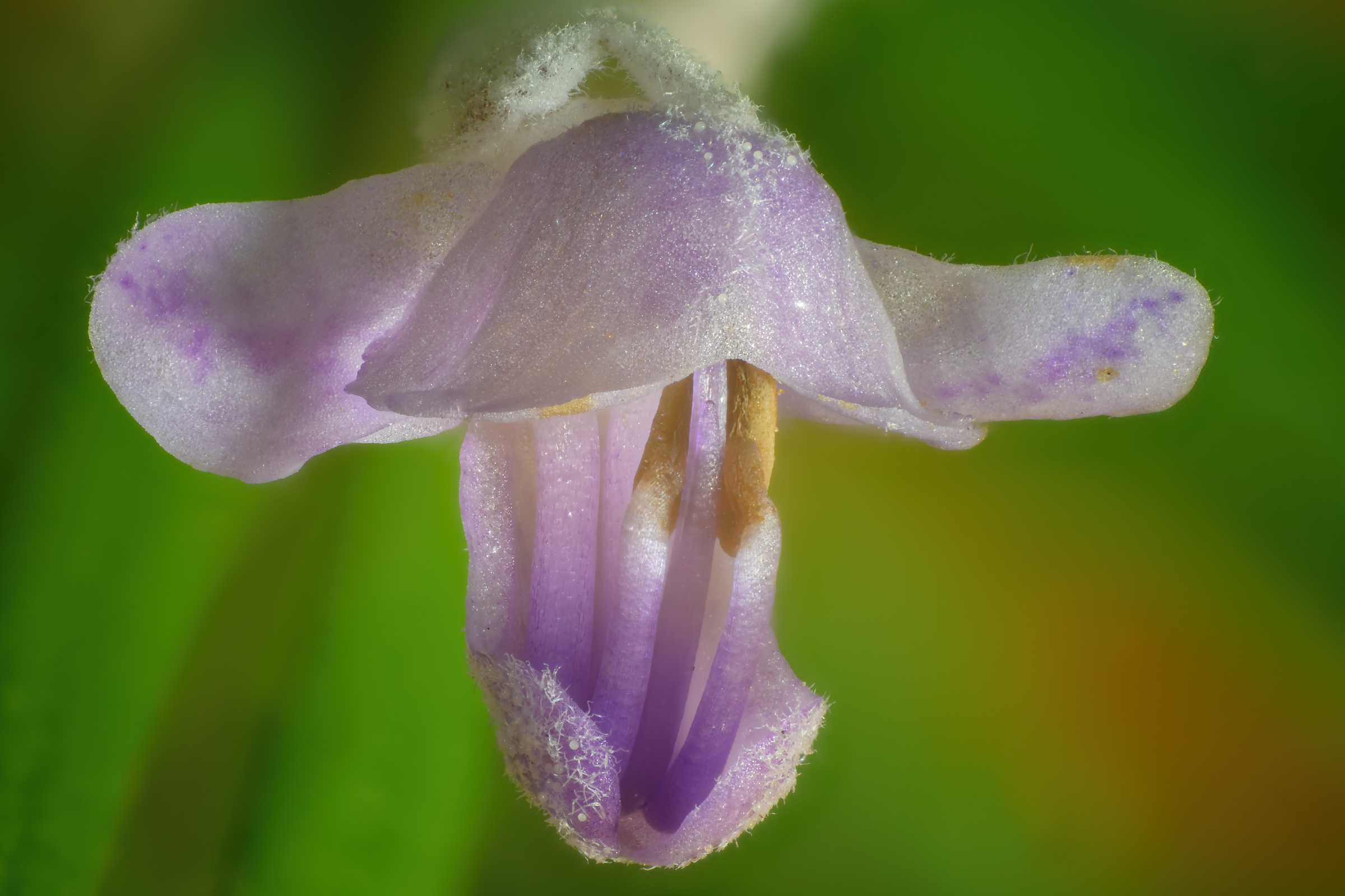Rosemary flower