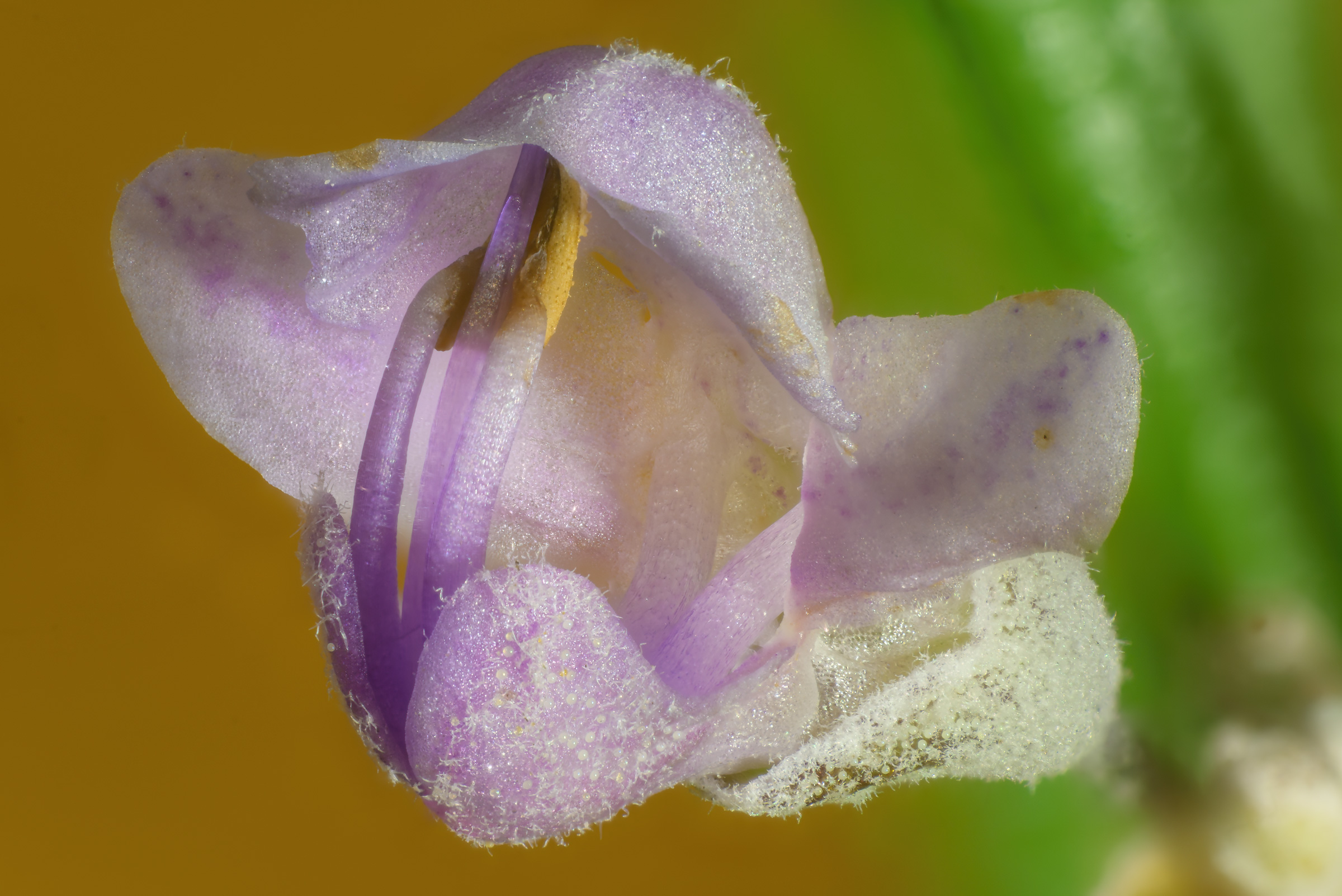 Rosemary flower