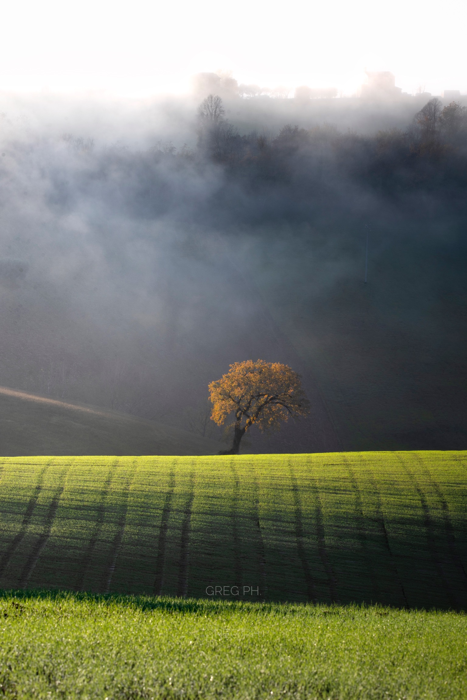 Mist and light