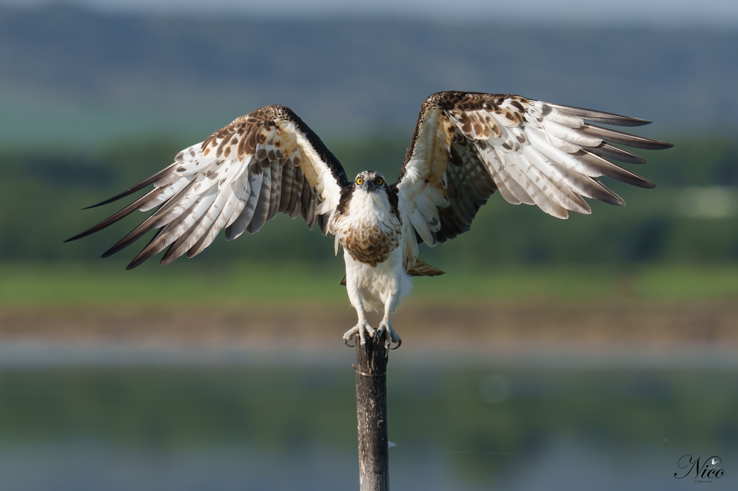 Falco Pescatore in tutta la sua maestosità