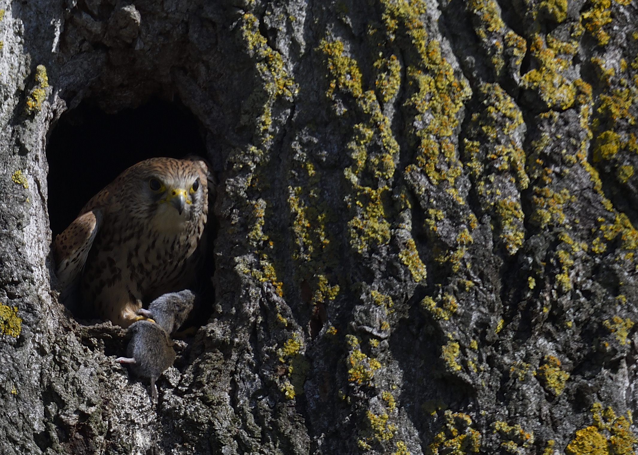 Kestrel...