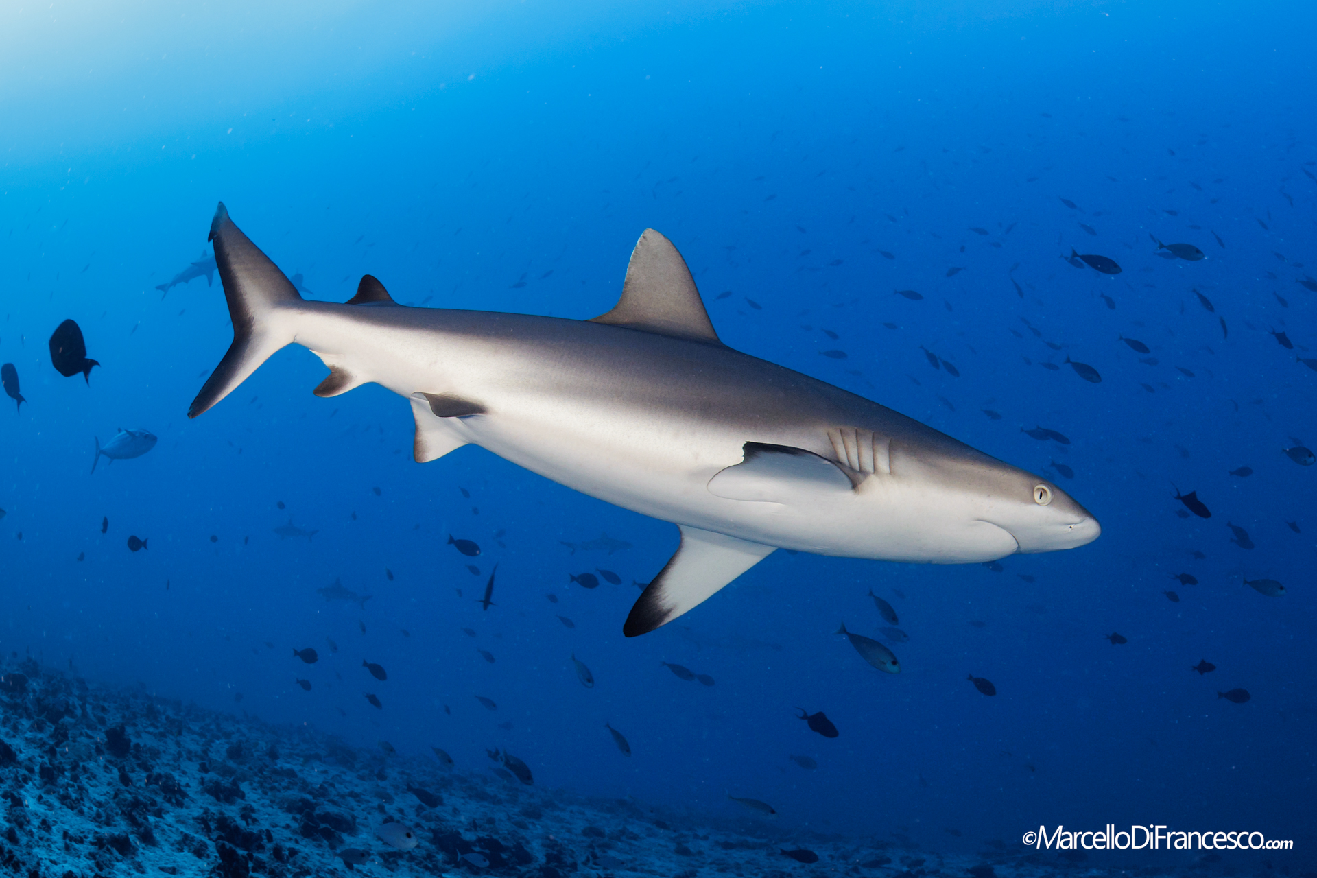 Grey Reef Shark
