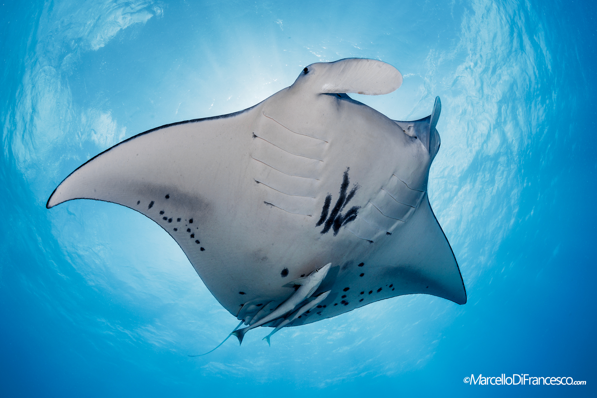 Manta at Tikeau Lagoon