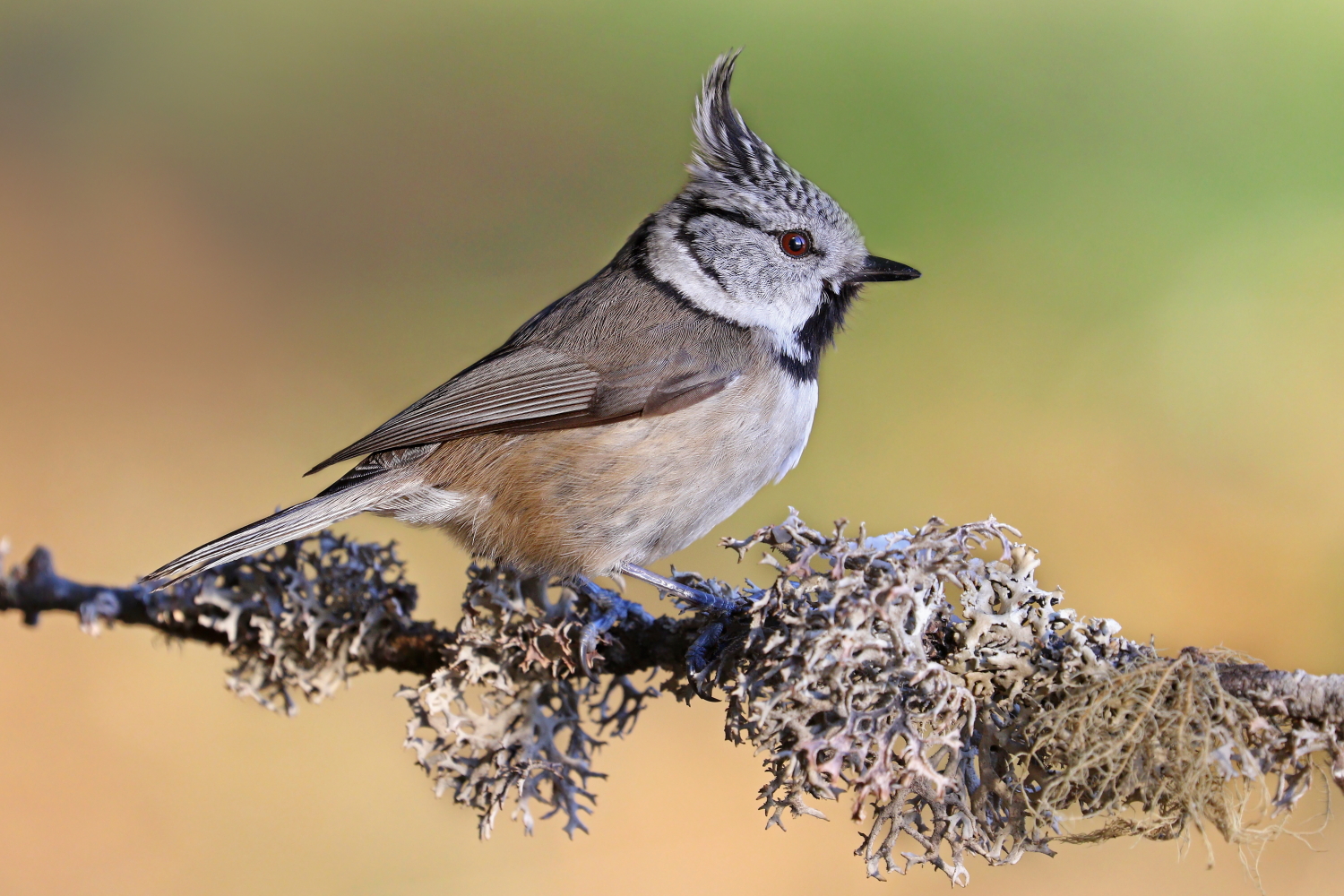 Tufted