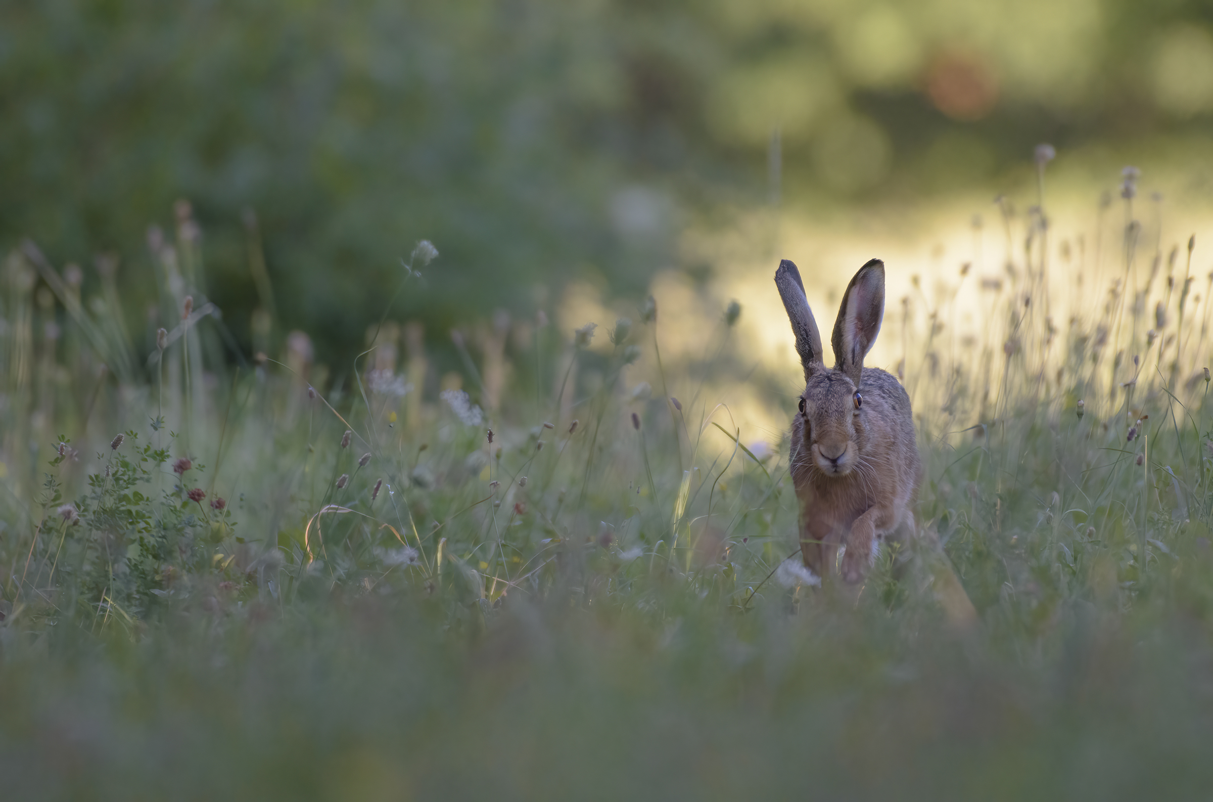 Perché mai una lepre dovrebbe correrti incontro?
