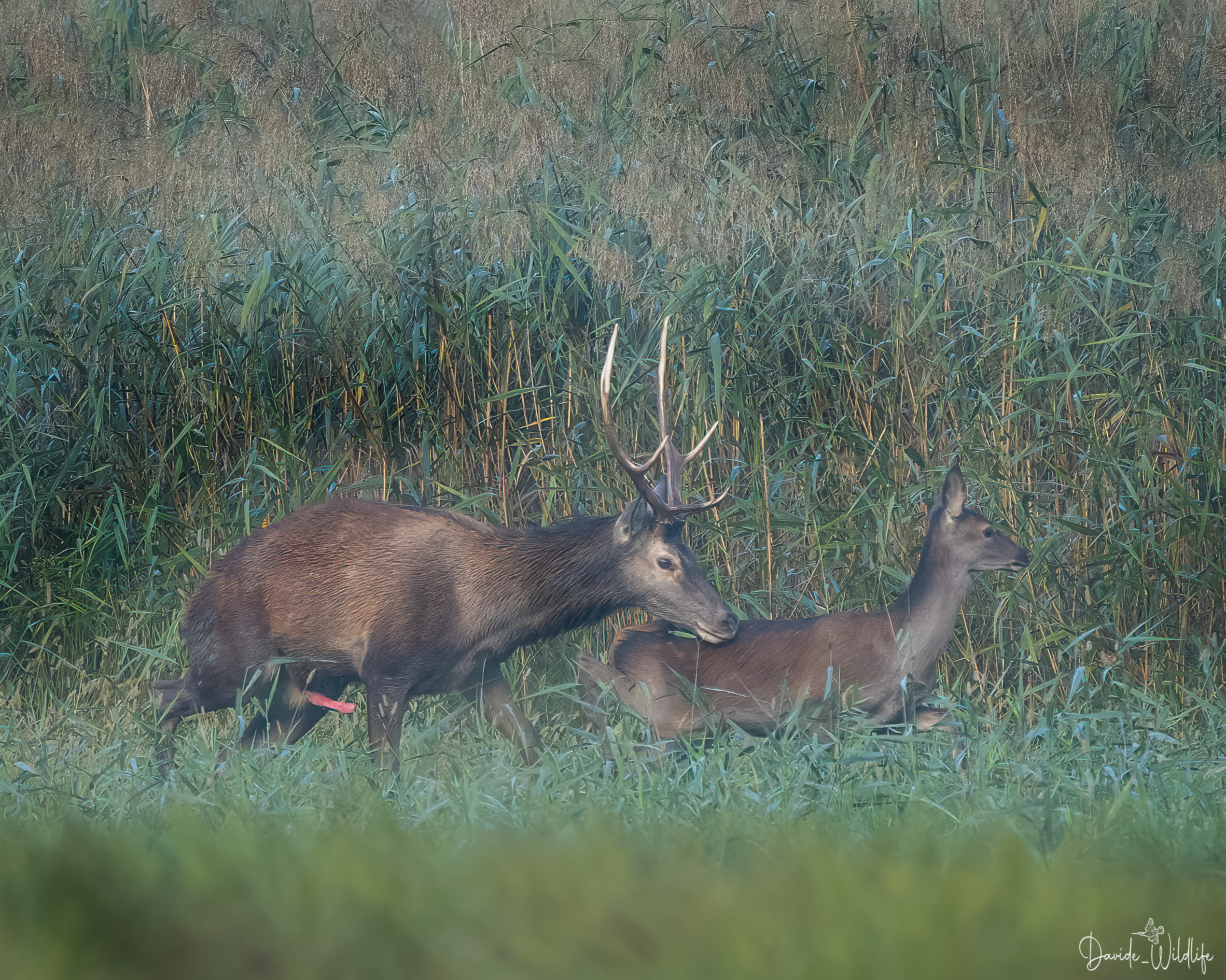mating deer