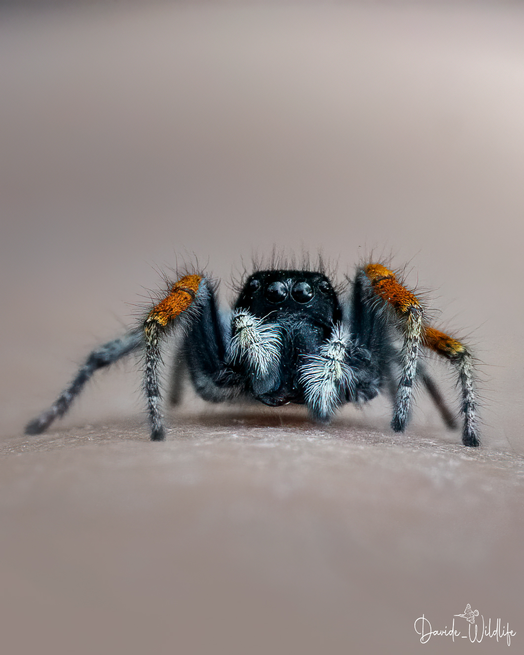 Salticid spider