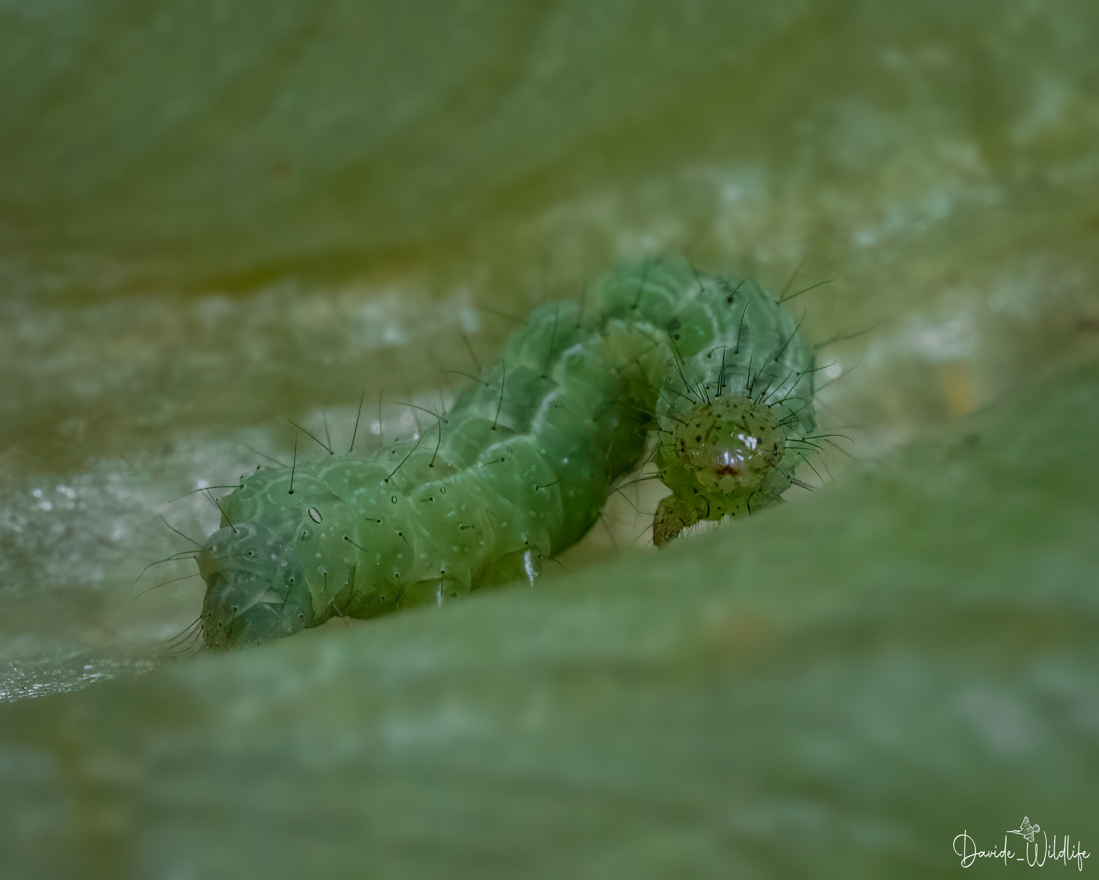 caterpillar