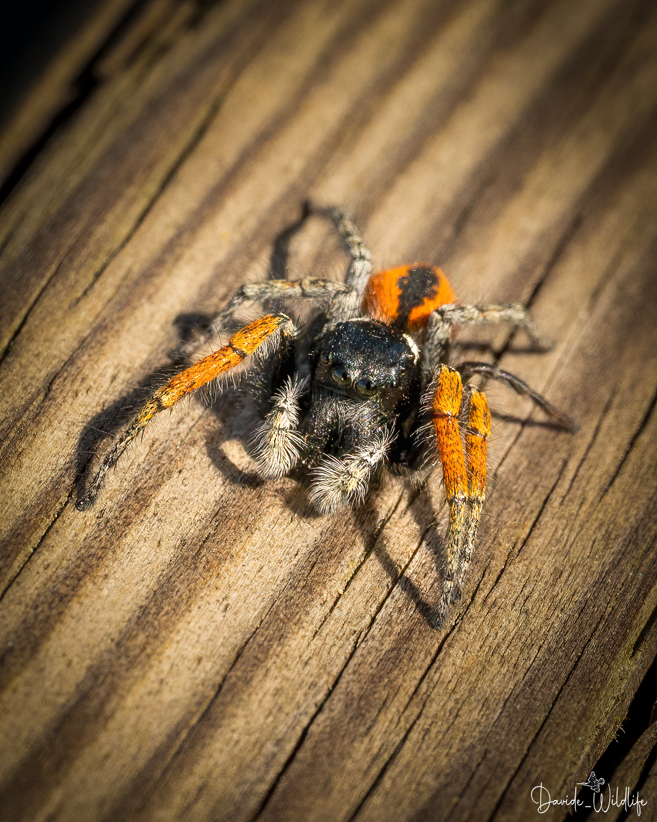 Salticid spider