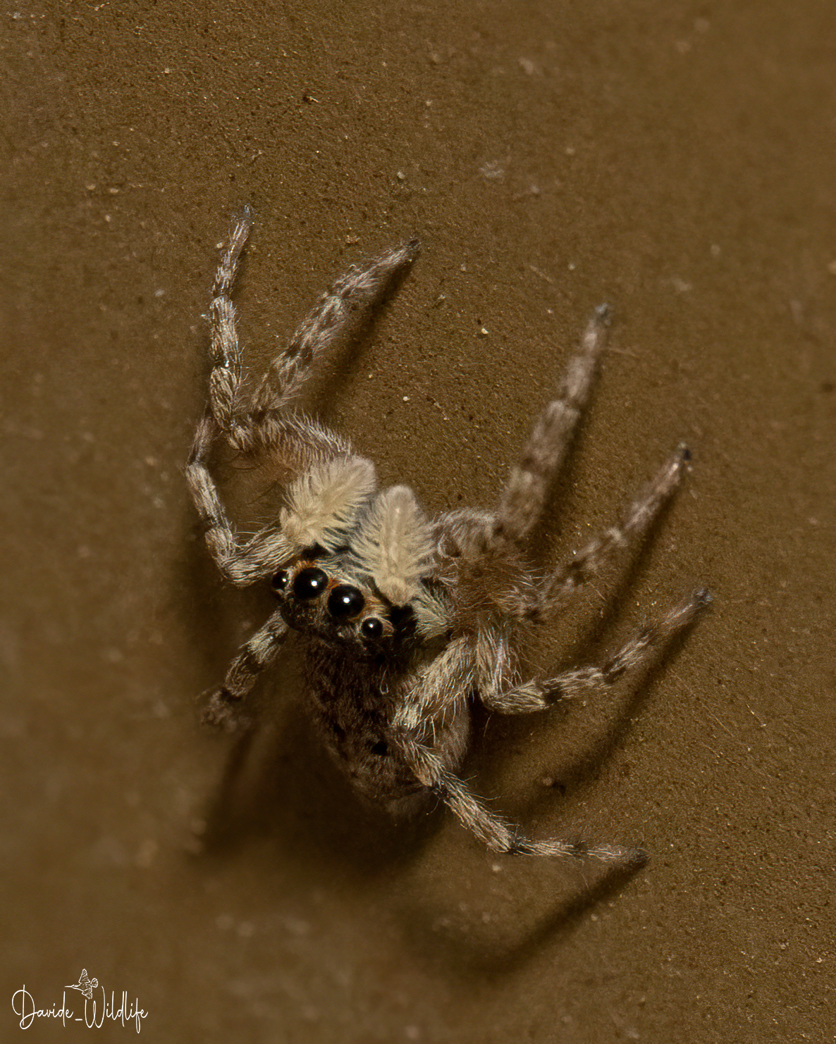 Salticid spider