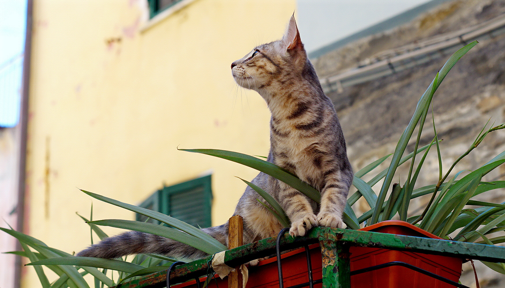 Con la testa tra le rondini!