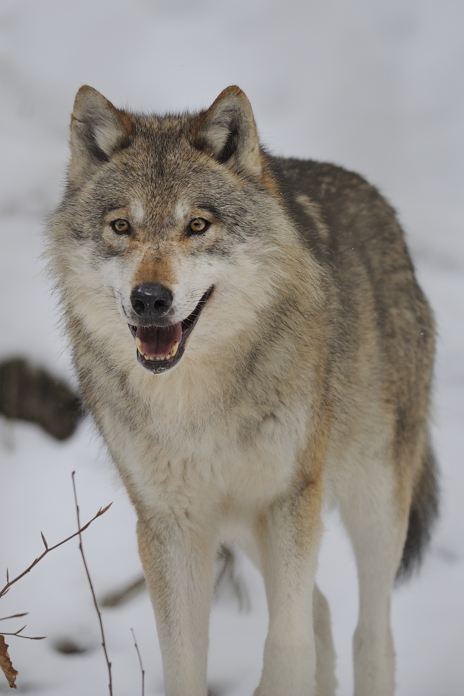 Wolf in a controlled environment