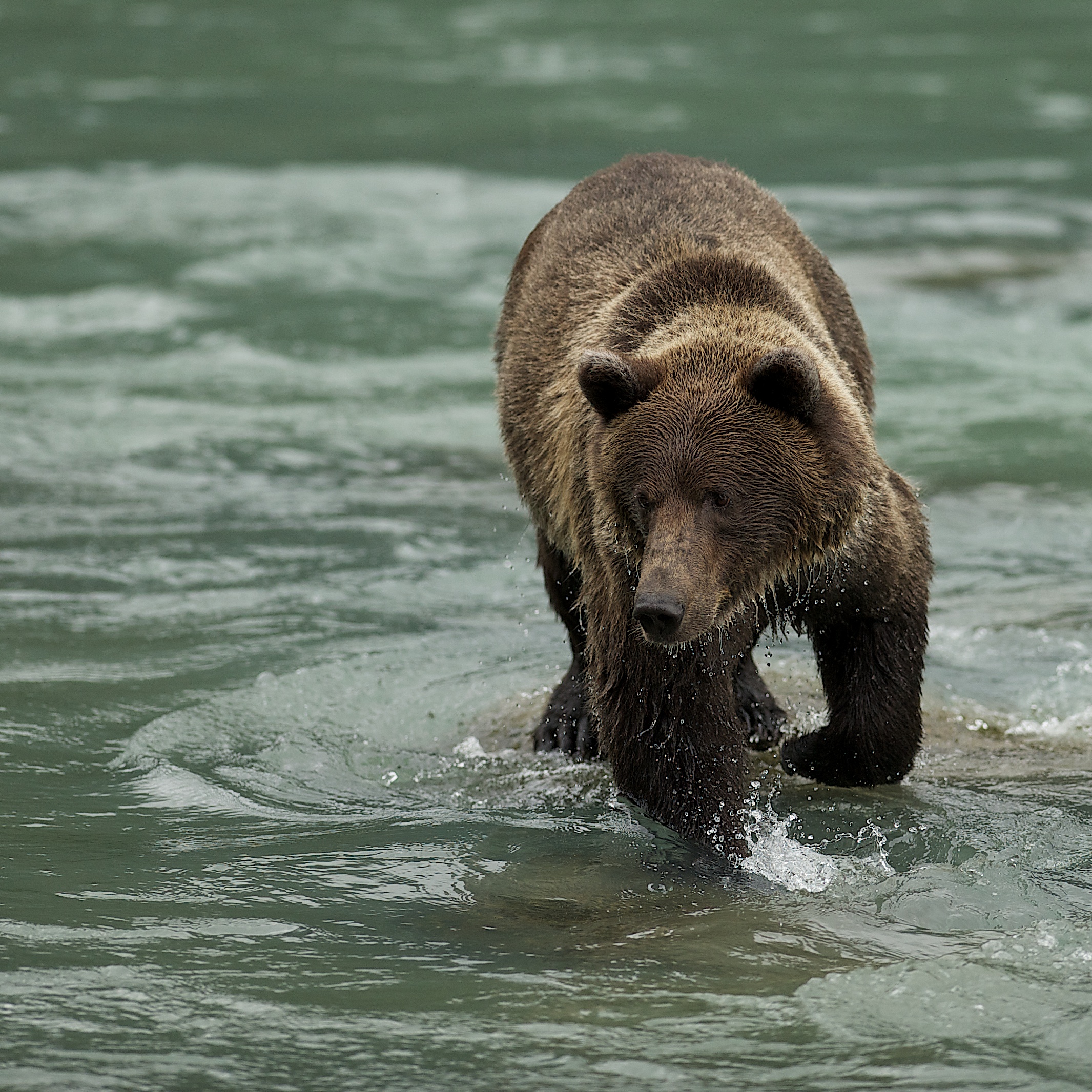 Fishing Grizzly2