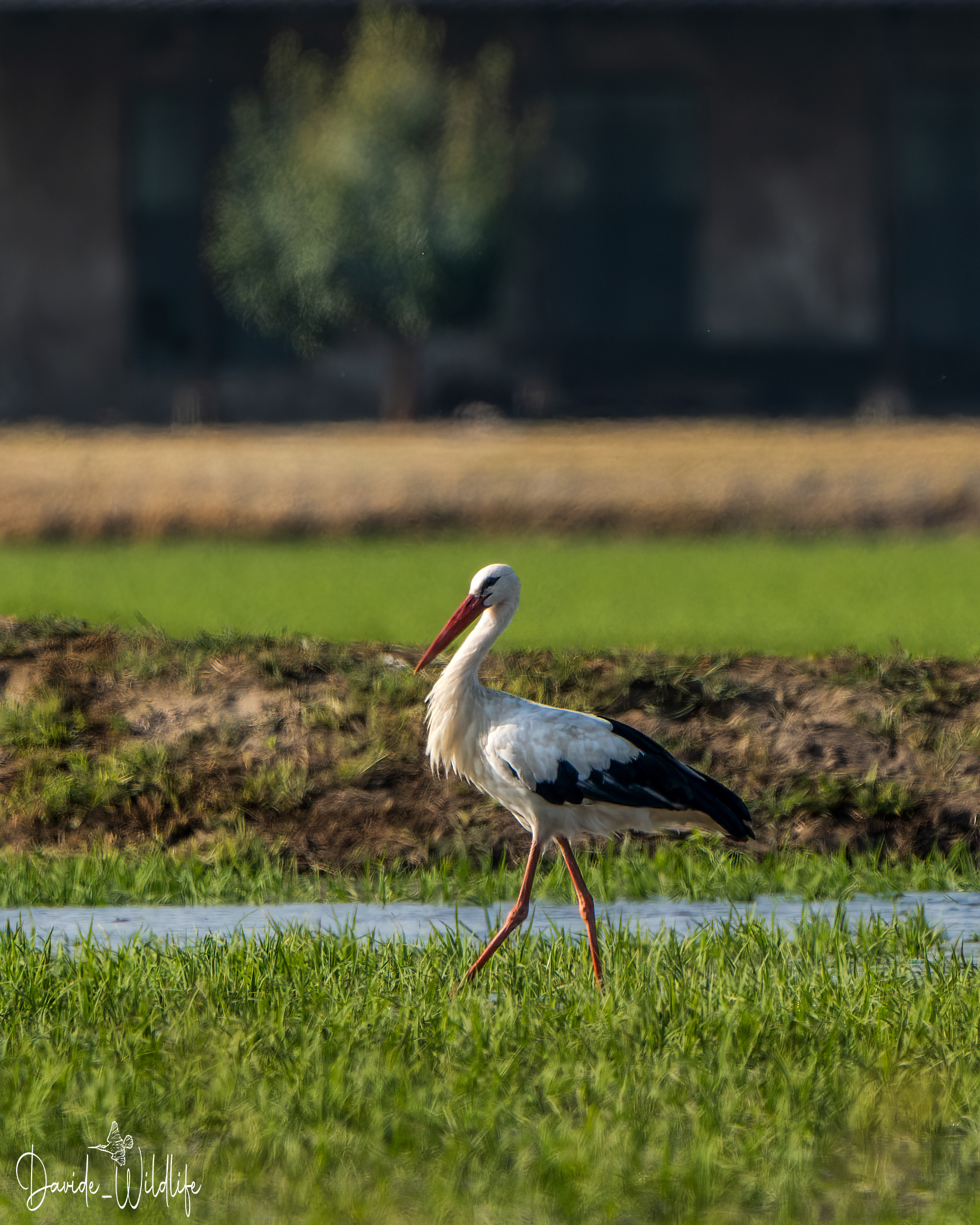 stork